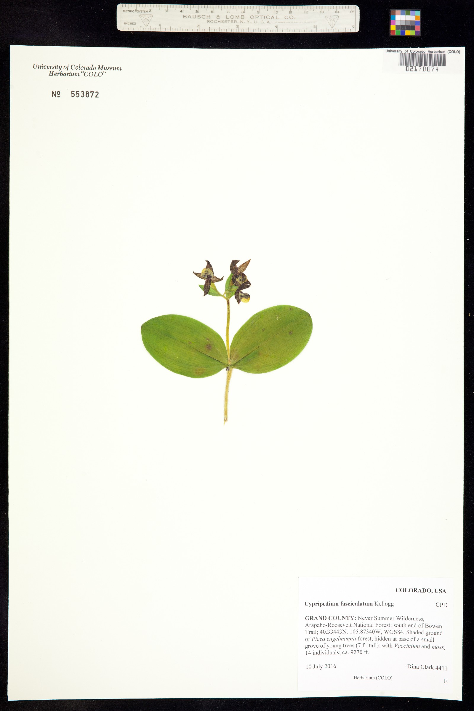 Cypripedium image