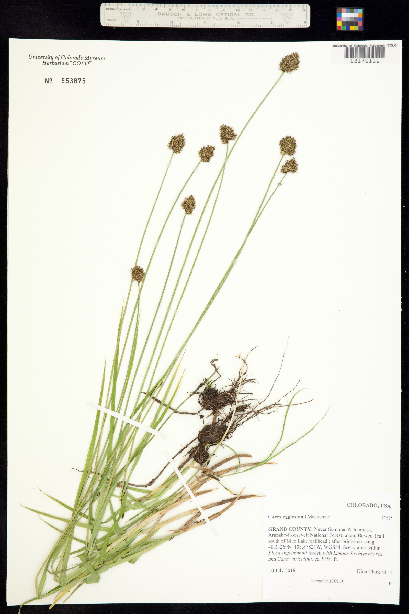 Carex egglestonii image