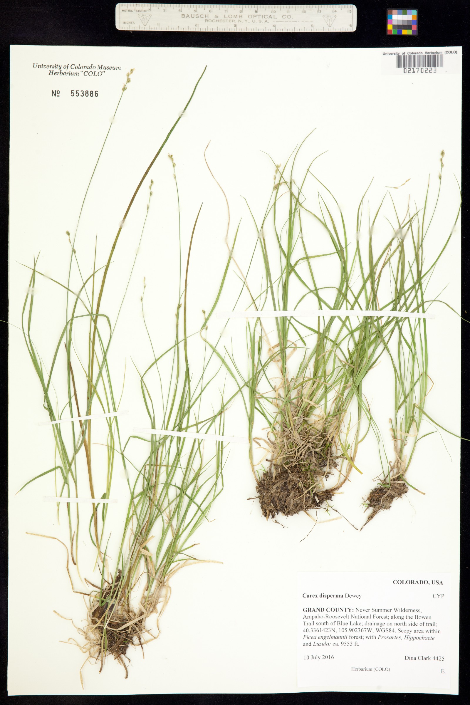 Carex disperma image