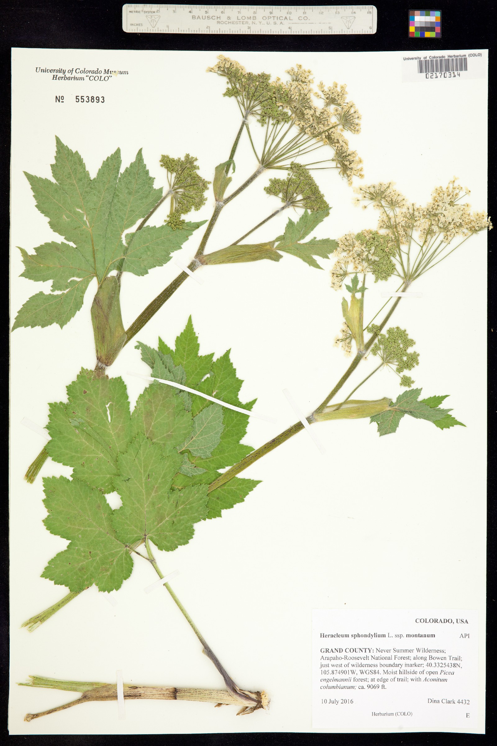 Heracleum sphondylium ssp. montanum image