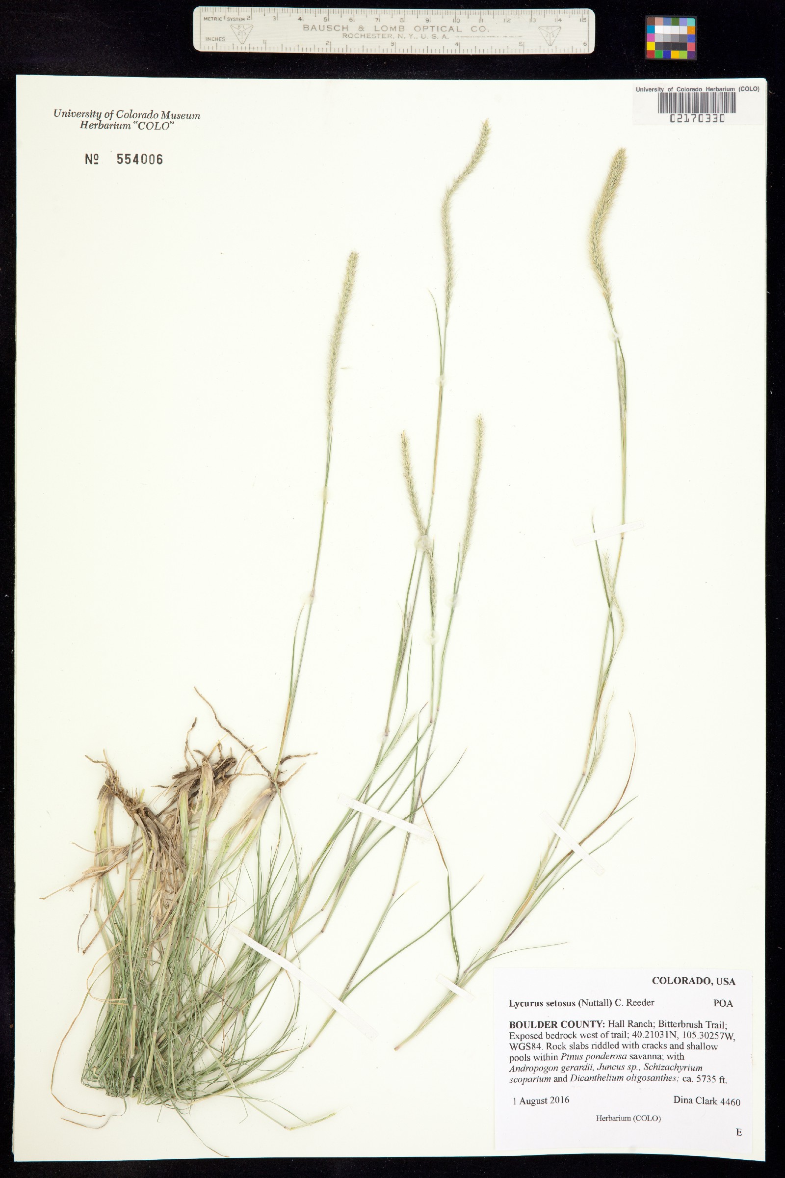 Muhlenbergia alopecuroides image