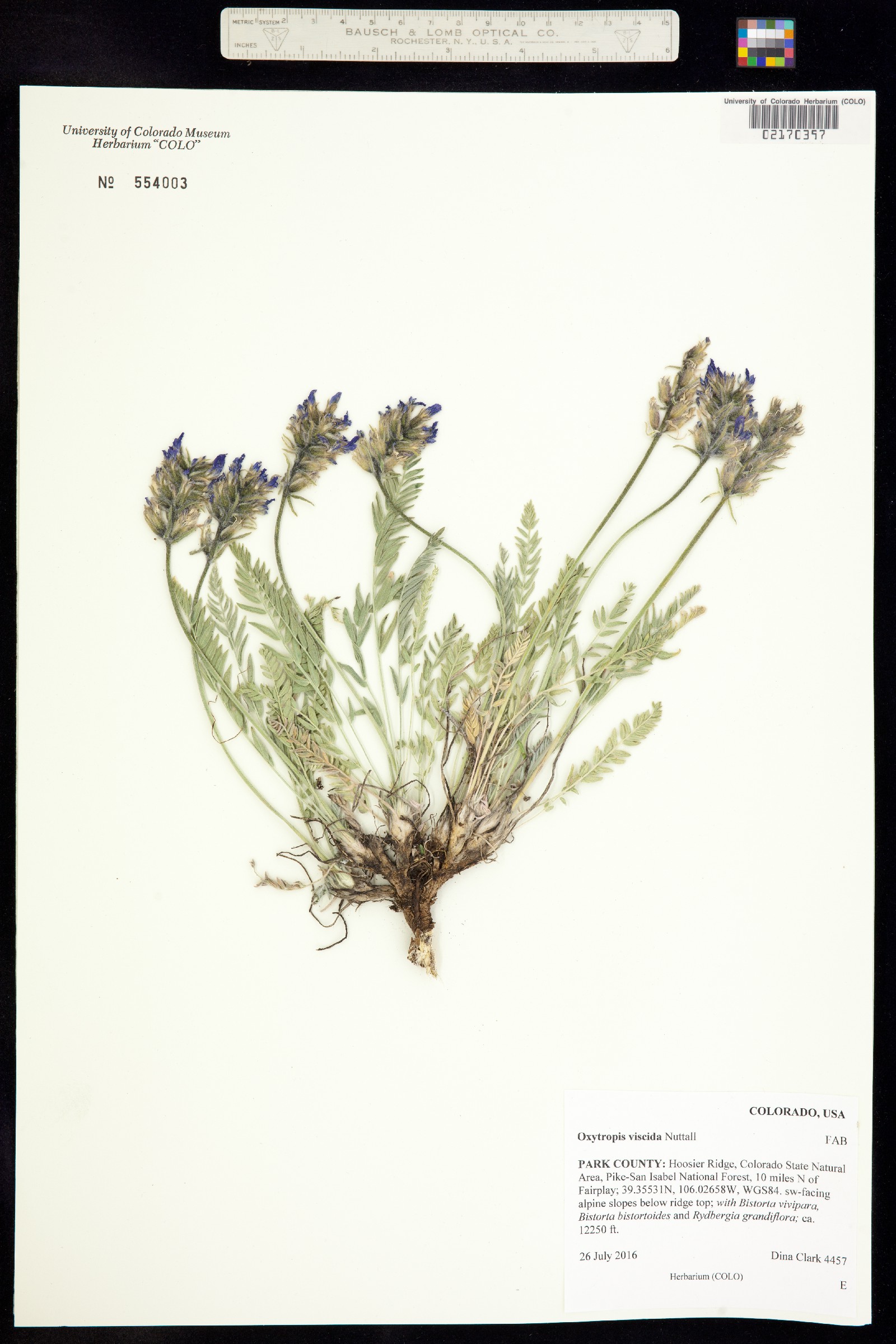 Oxytropis borealis var. viscida image