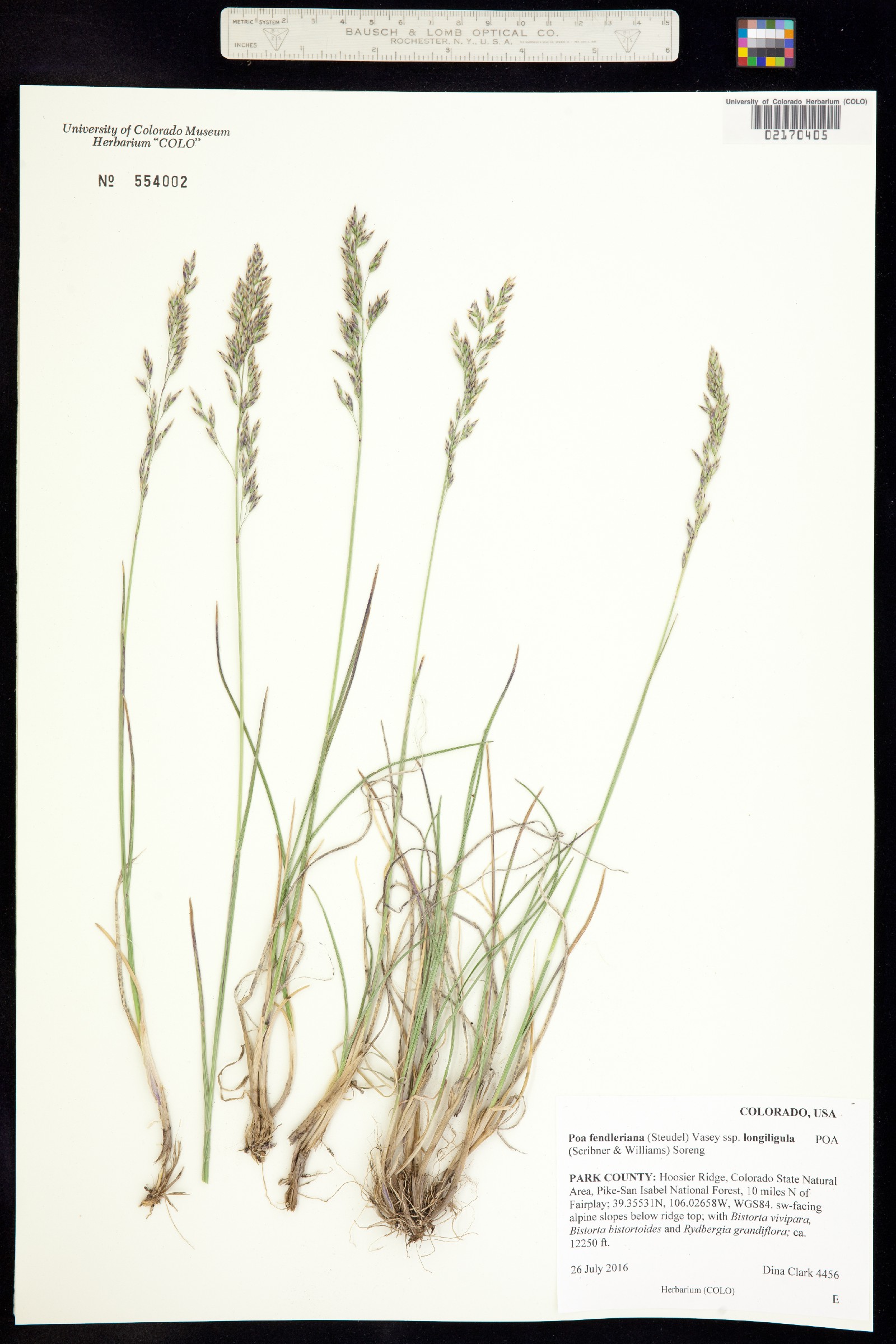 Poa fendleriana ssp. longiligula image