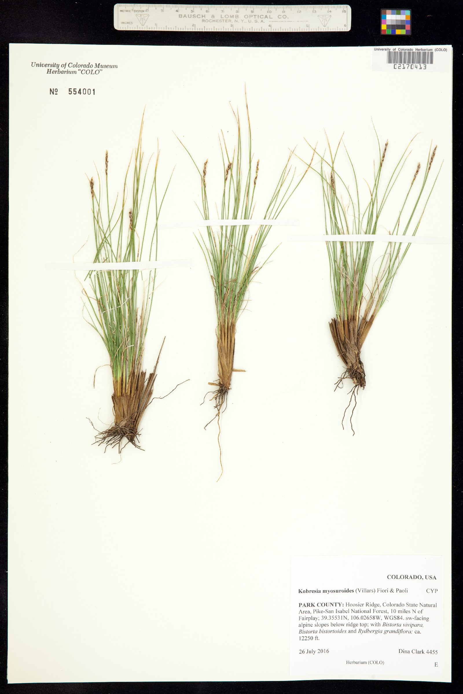 Kobresia myosuroides image