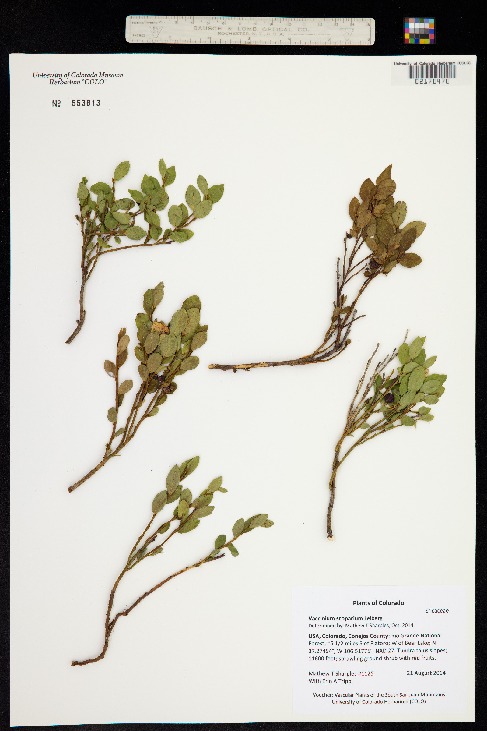 Vaccinium scoparium image