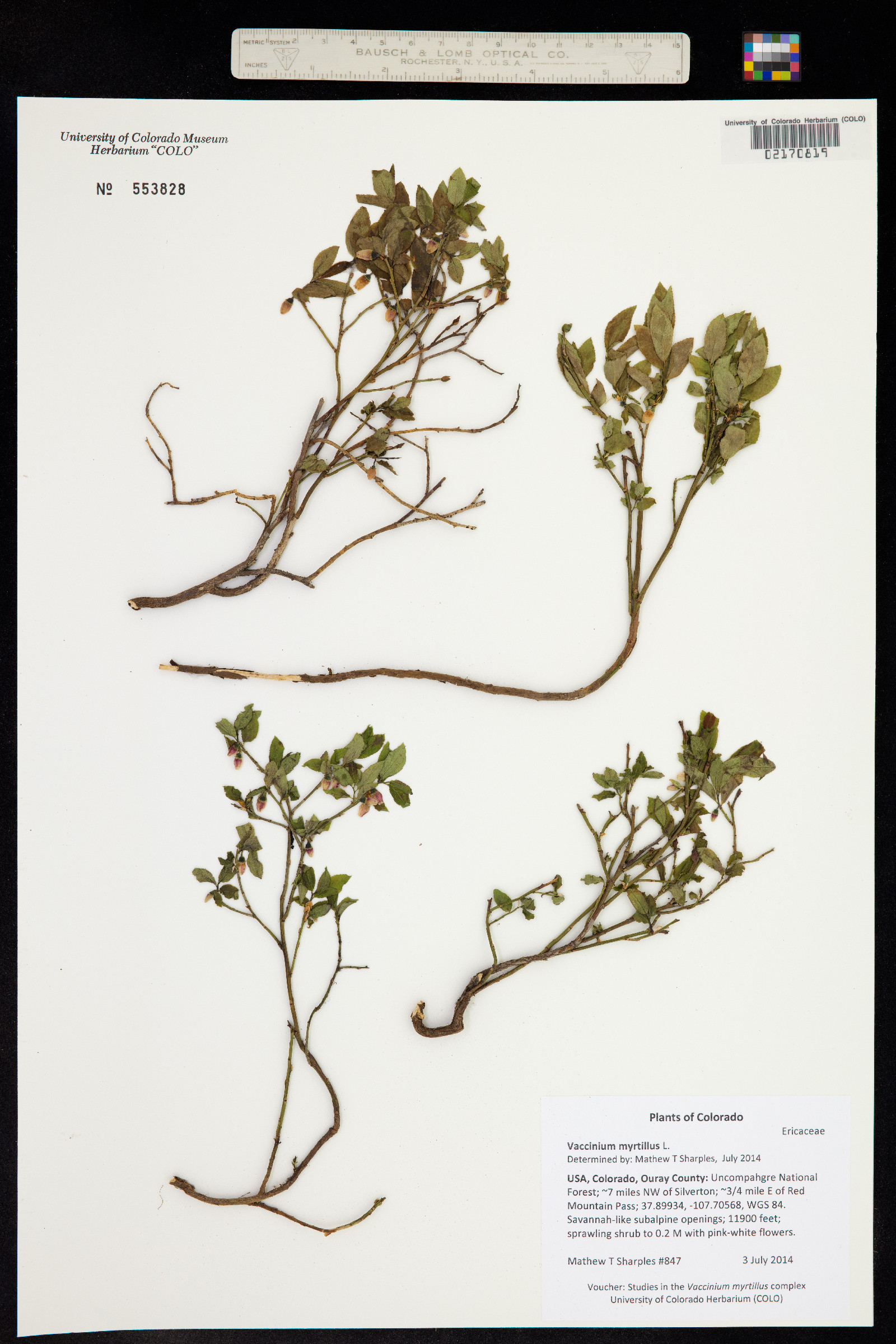 Vaccinium myrtillus image