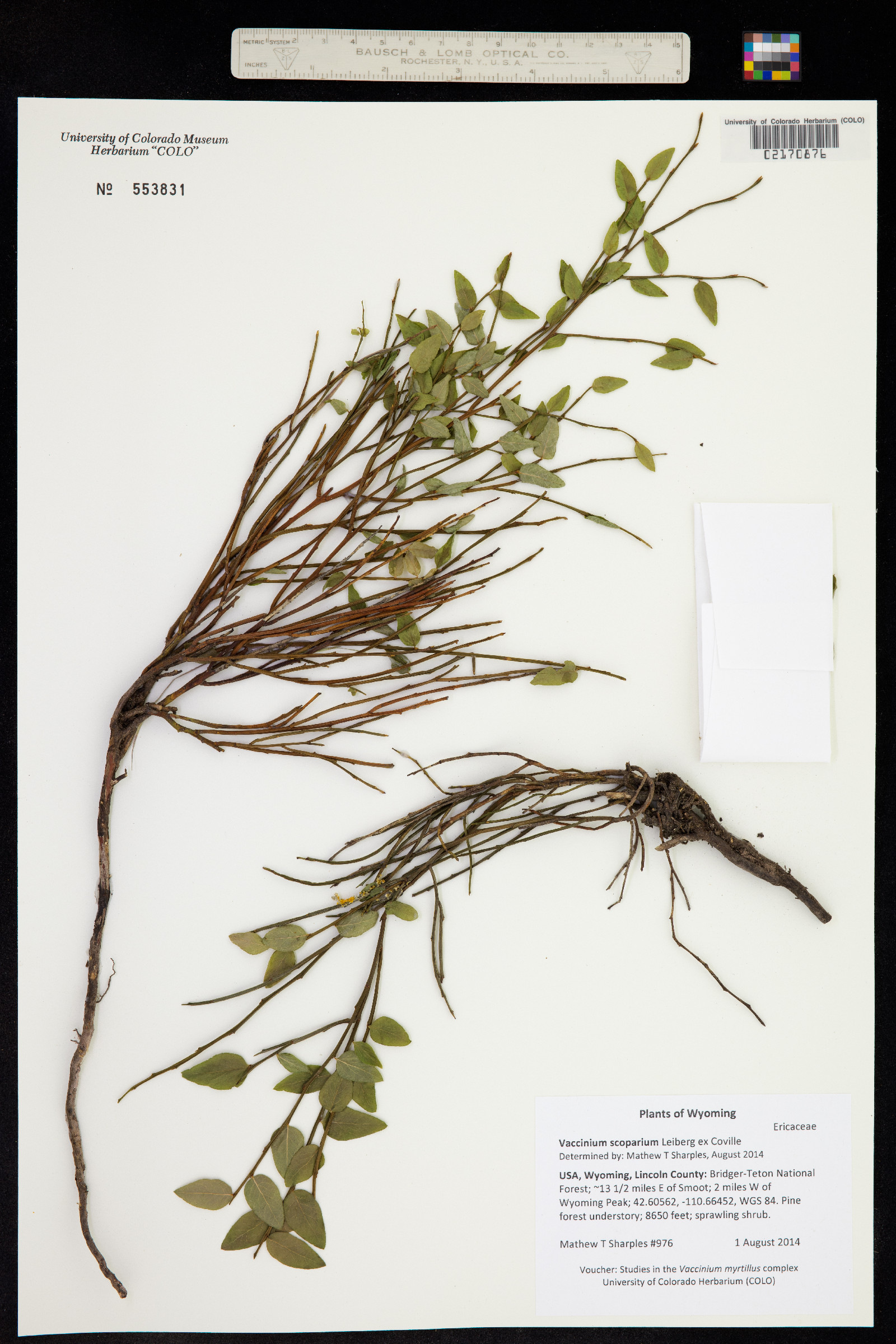 Vaccinium scoparium image