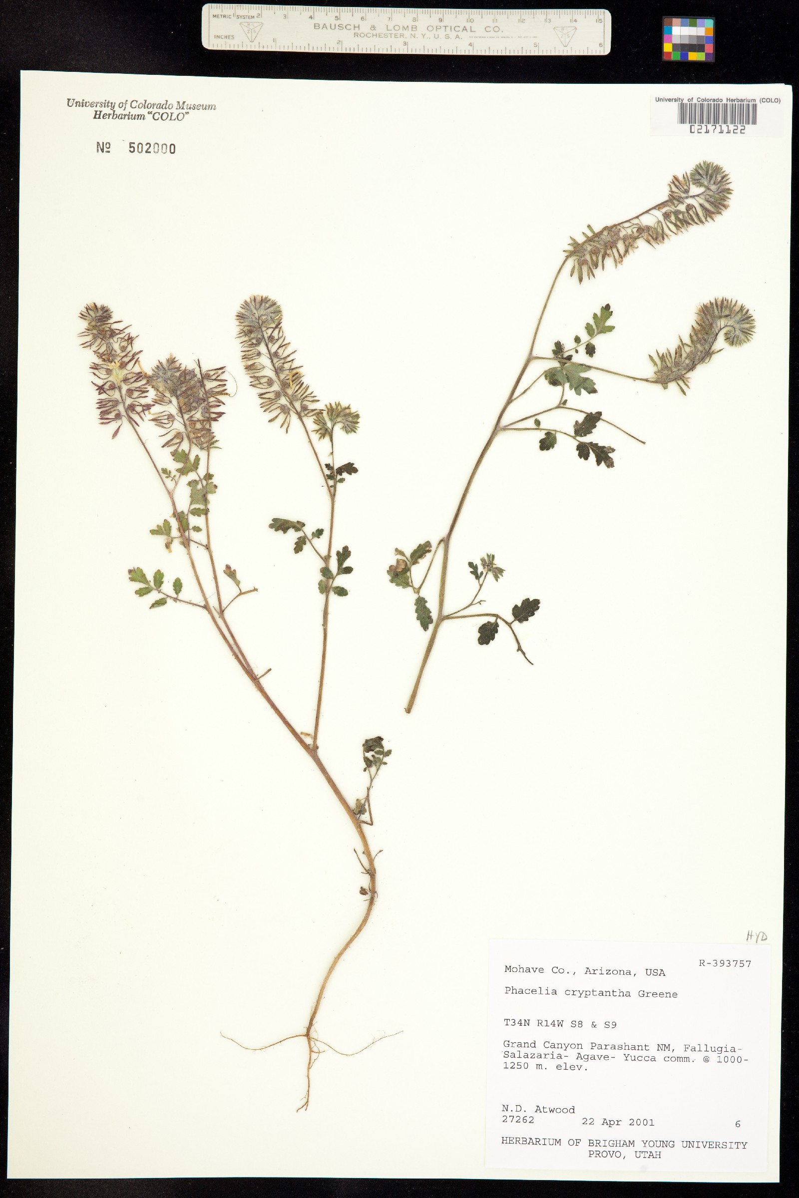 Phacelia cryptantha image