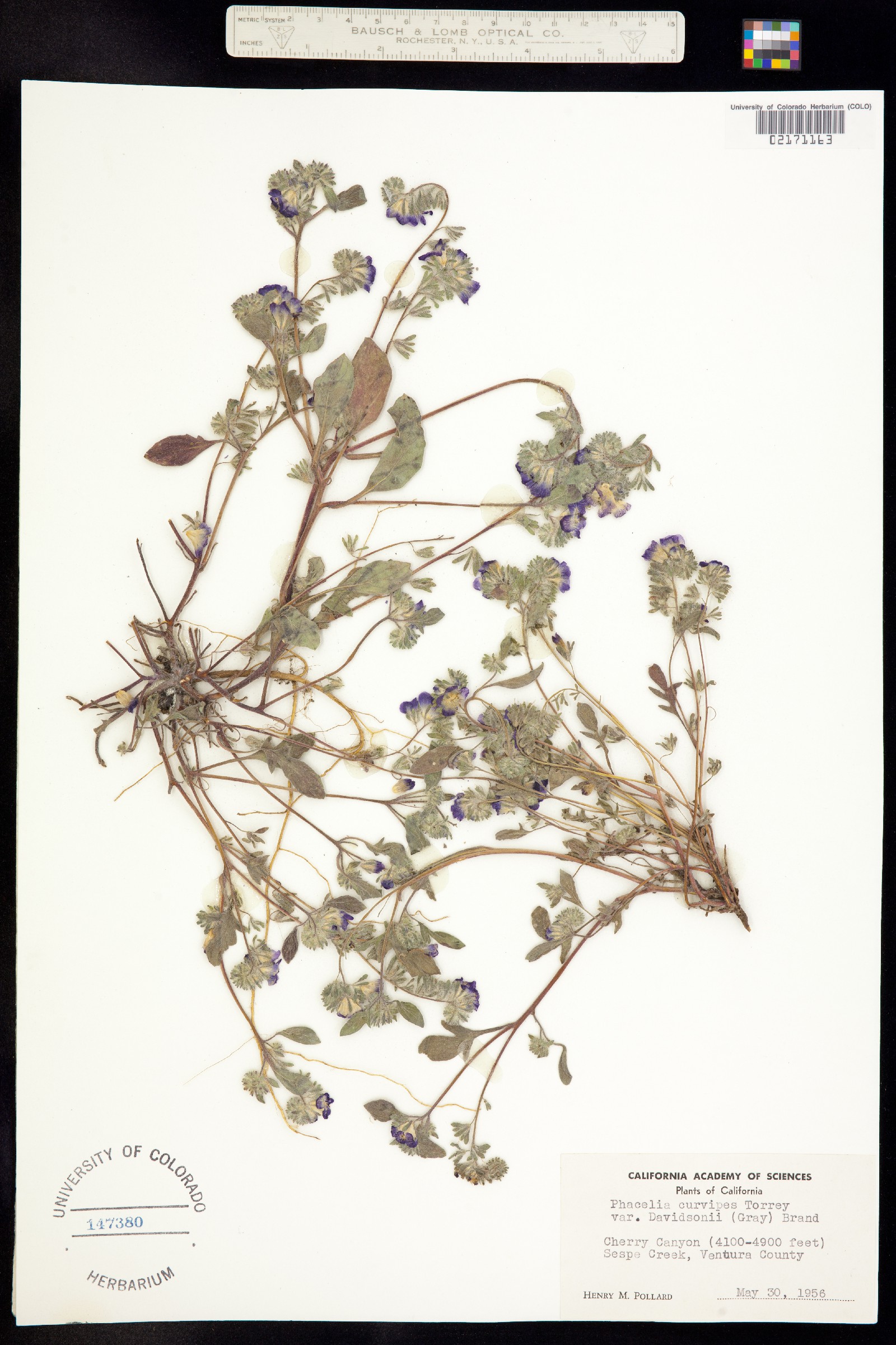 Phacelia curvipes image