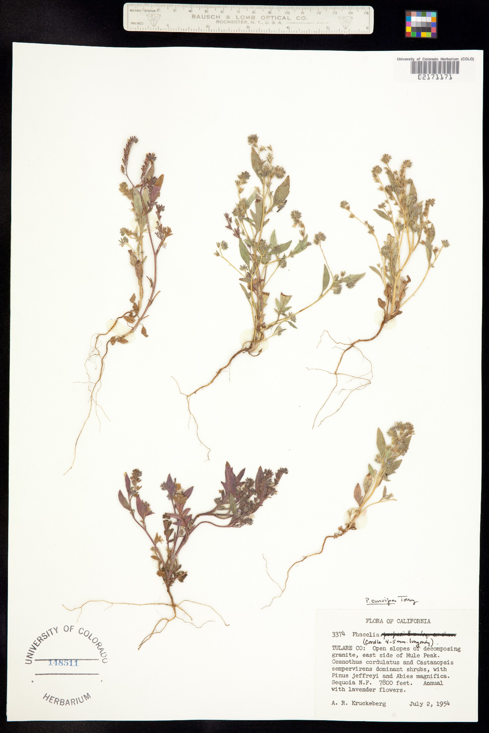 Phacelia curvipes image