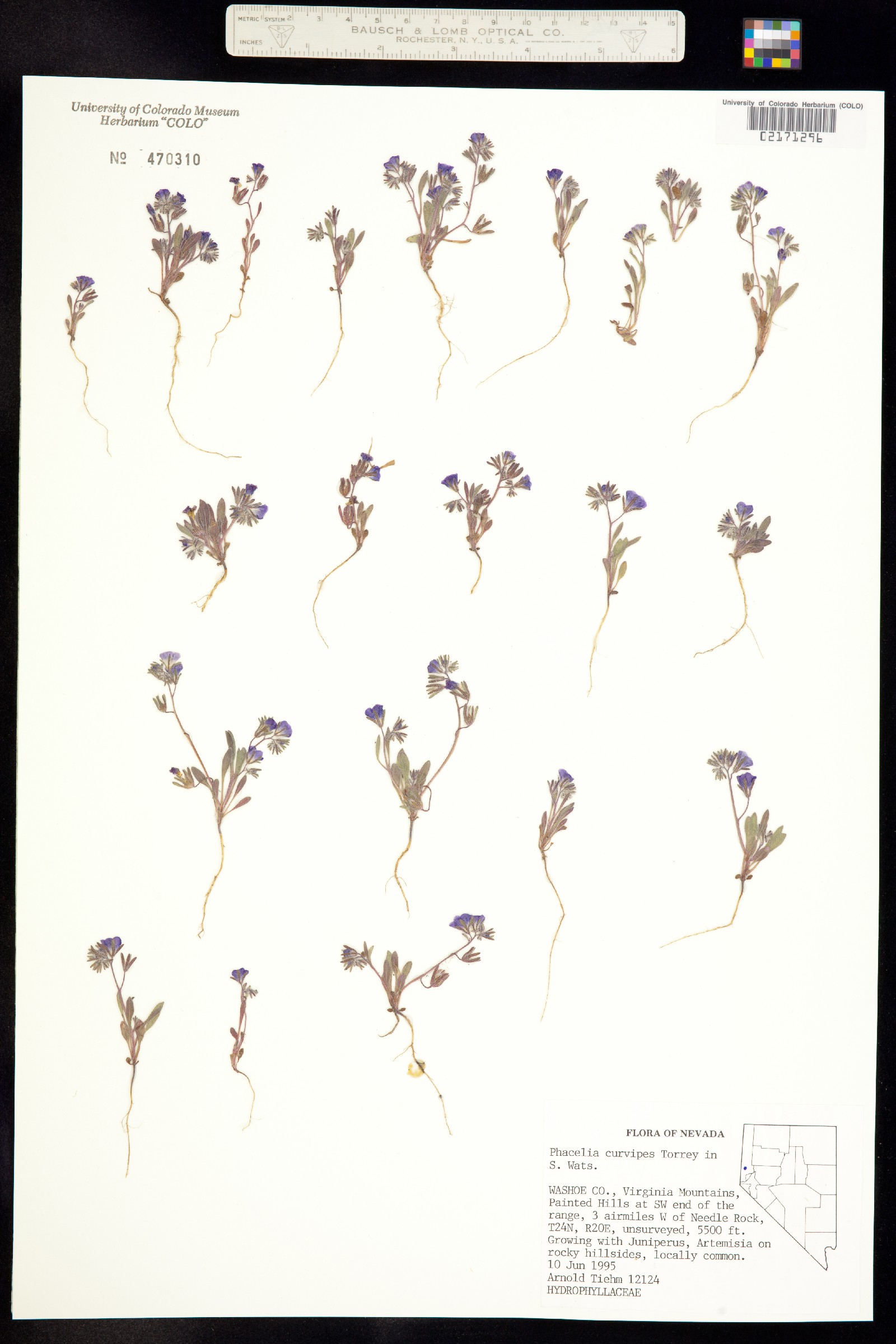 Phacelia curvipes image