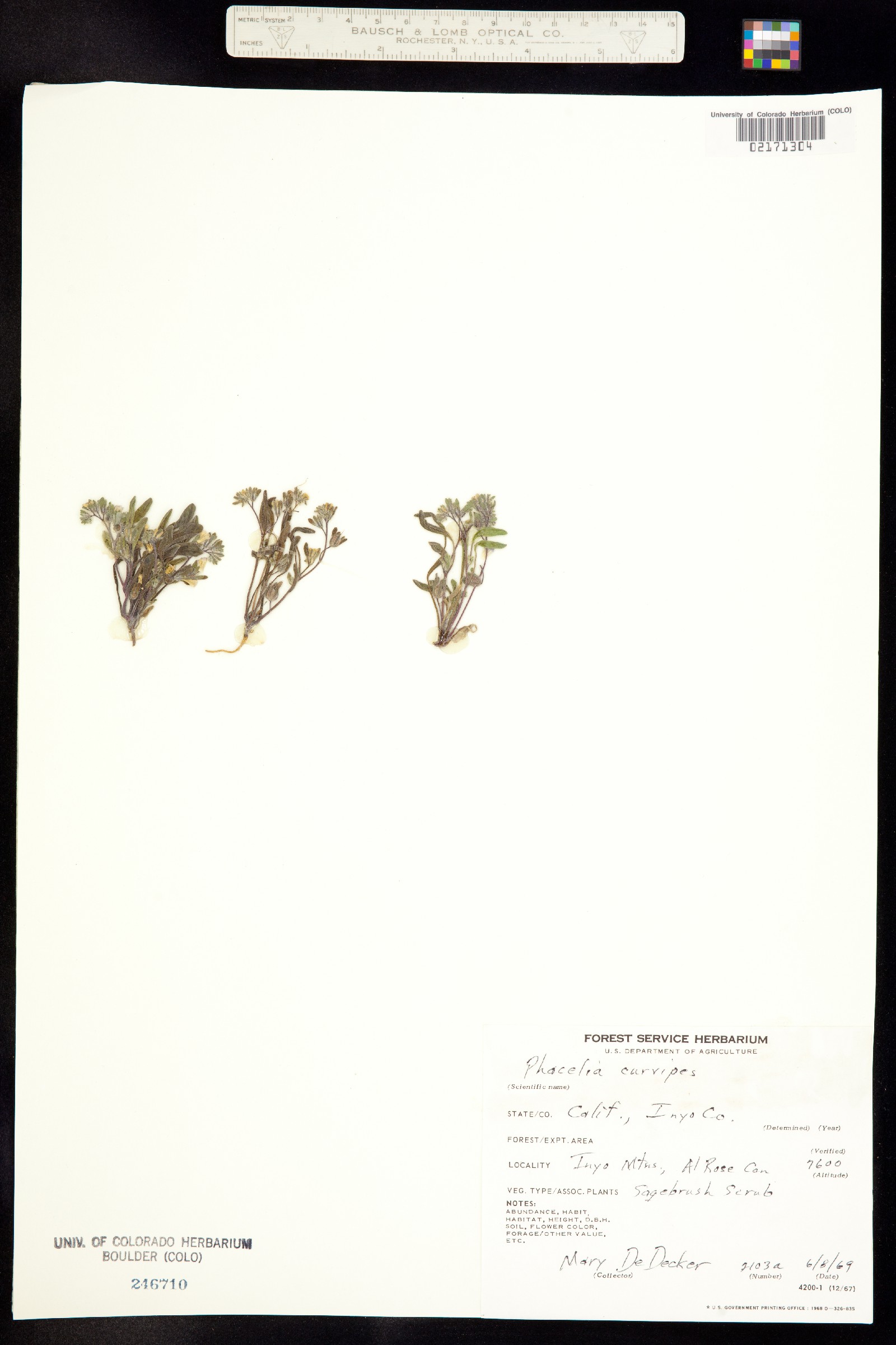 Phacelia curvipes image