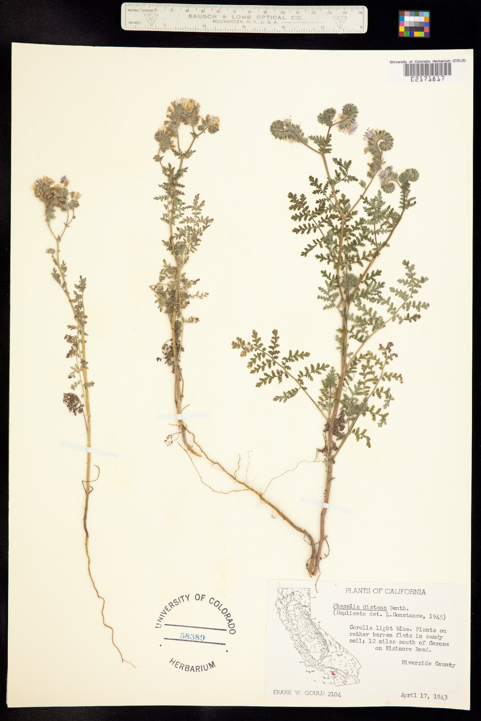 Phacelia distans image