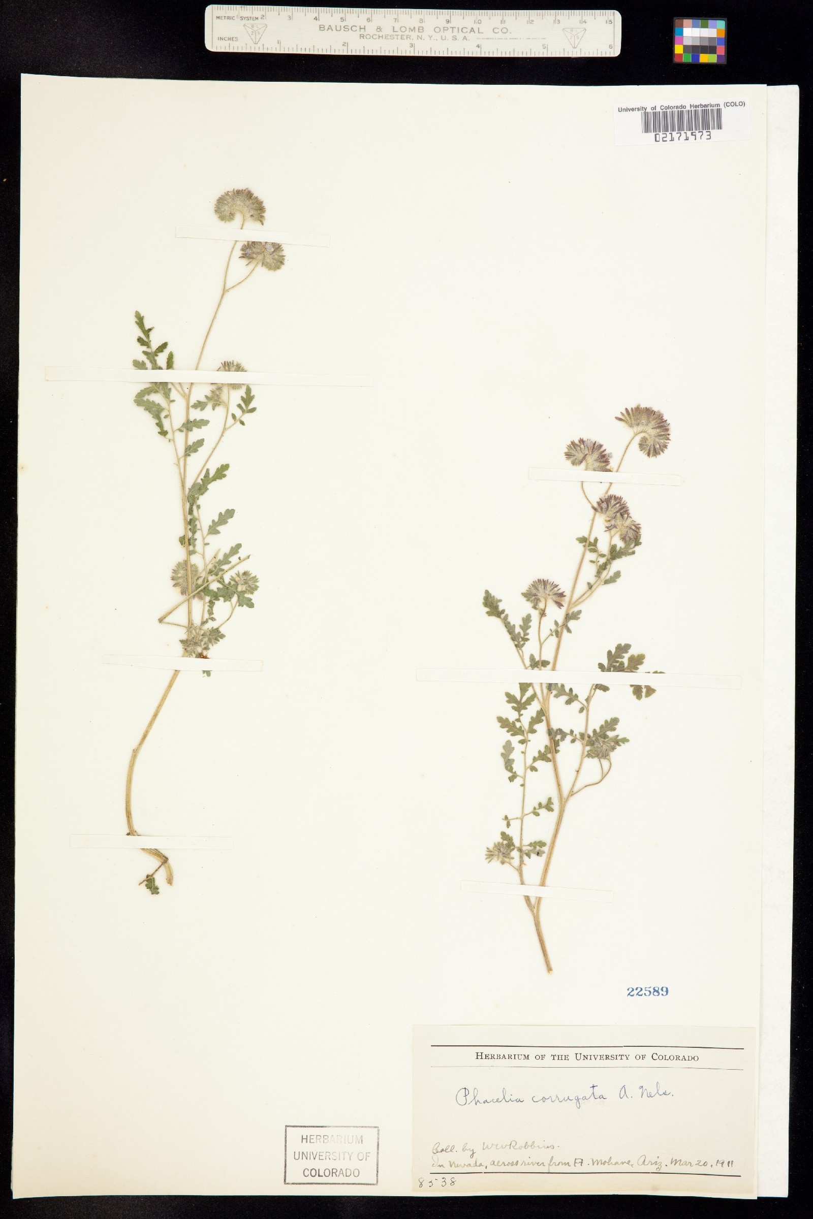 Phacelia distans image
