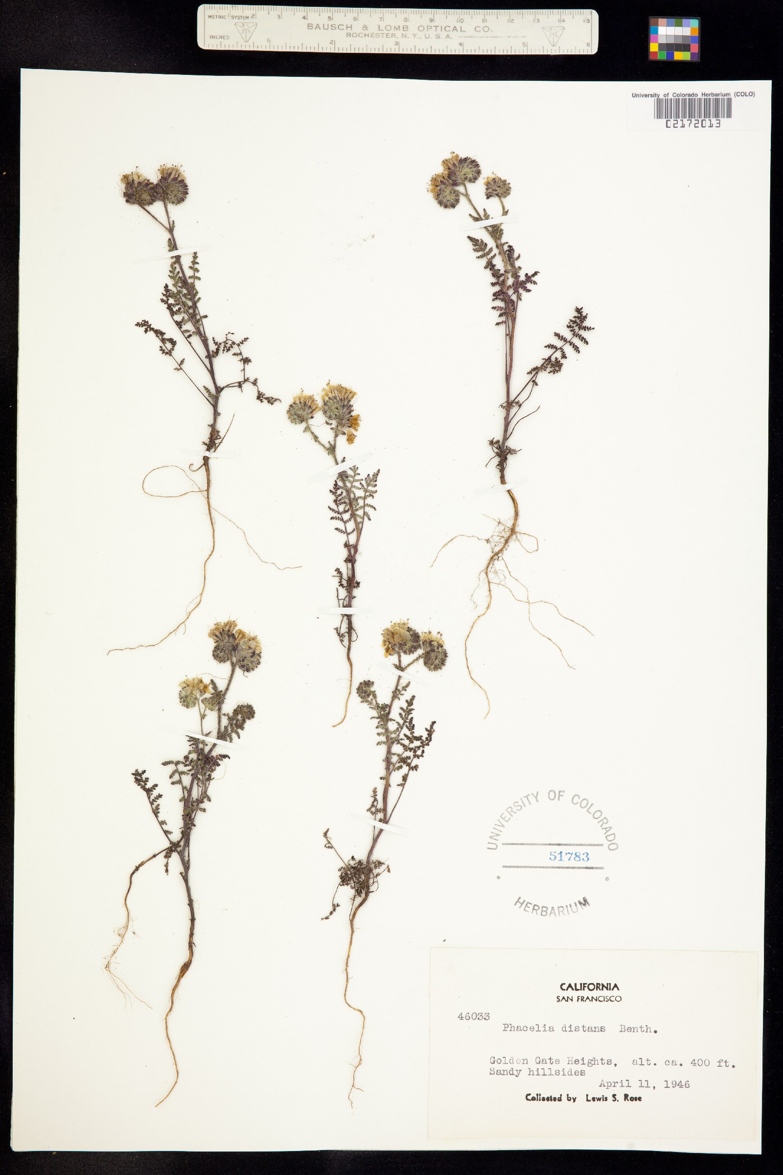 Phacelia distans image