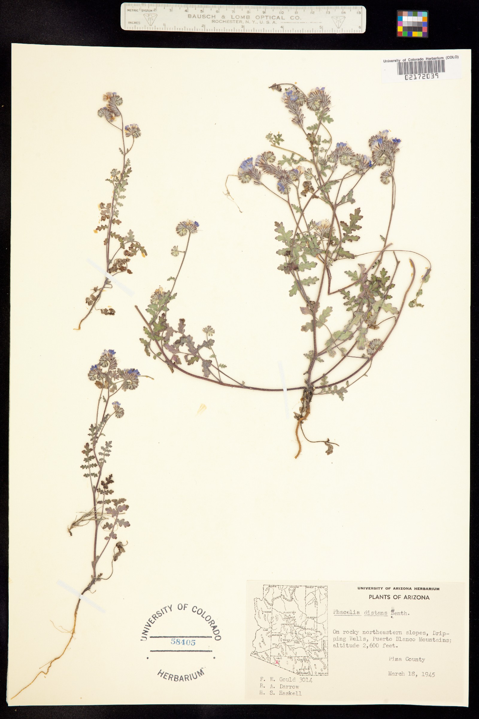 Phacelia distans image
