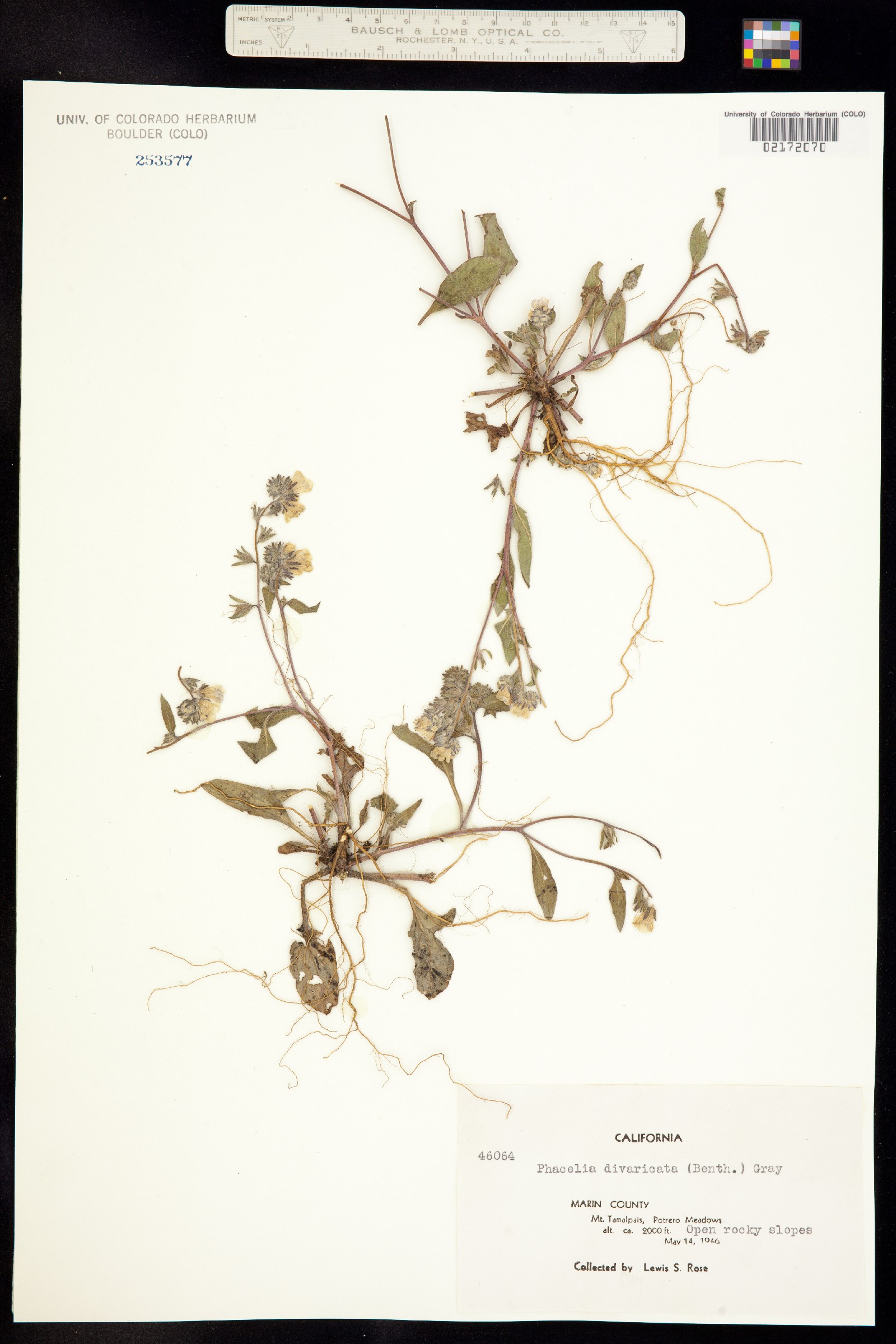 Phacelia divaricata image