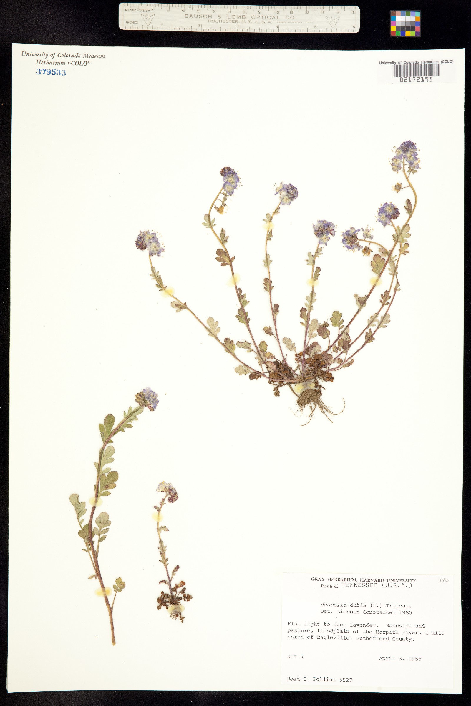 Phacelia dubia image
