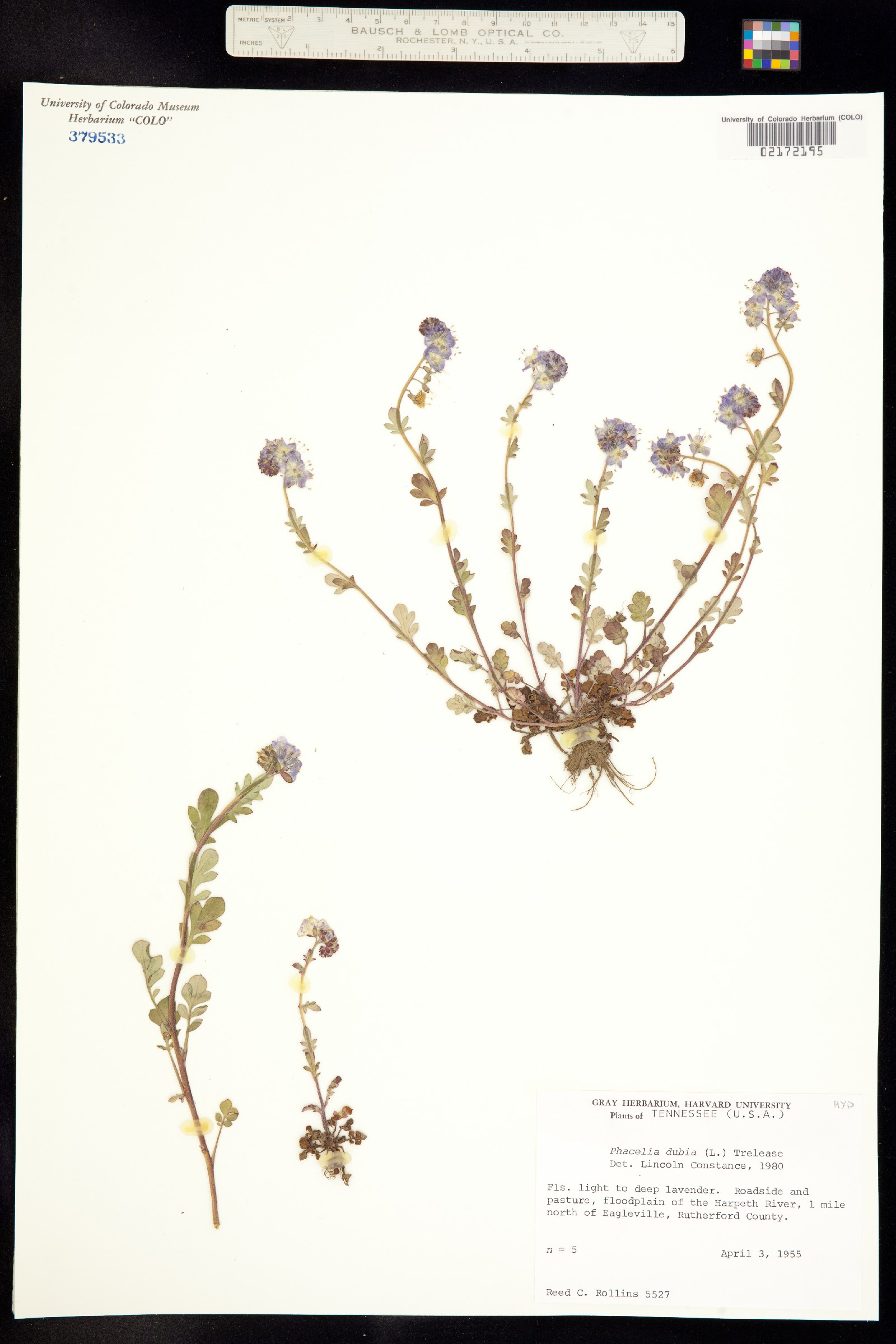 Phacelia image