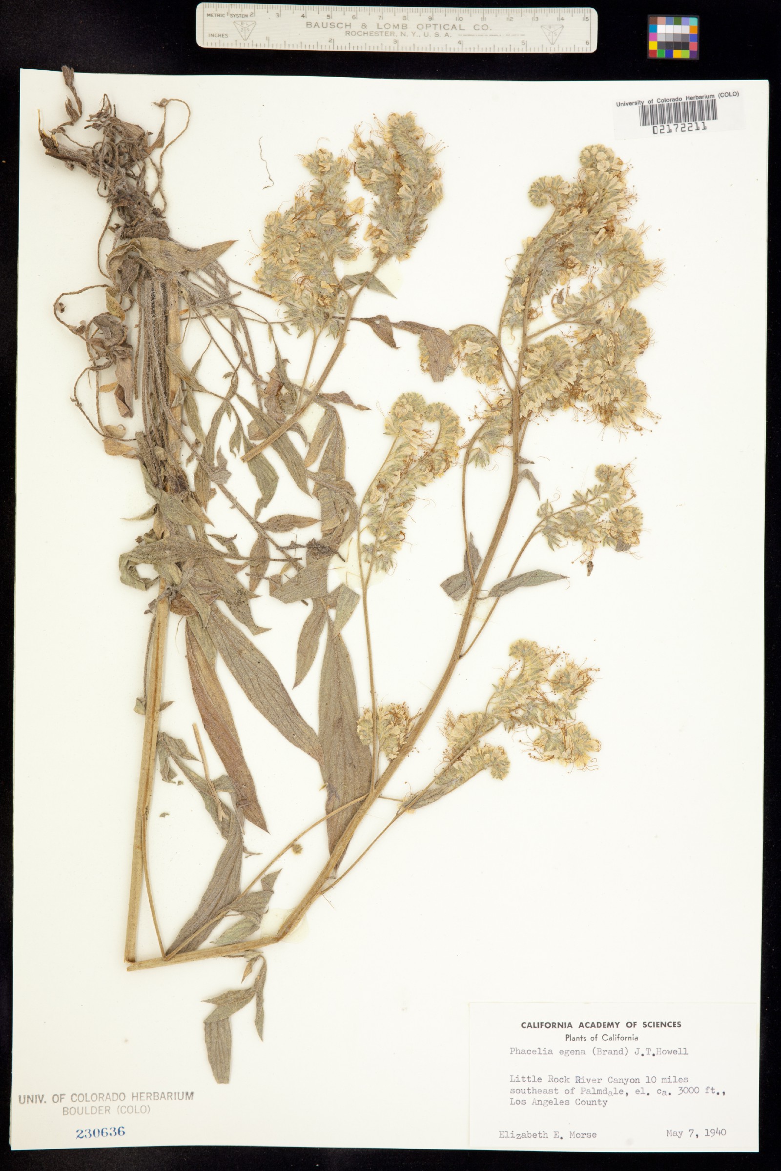 Phacelia egena image