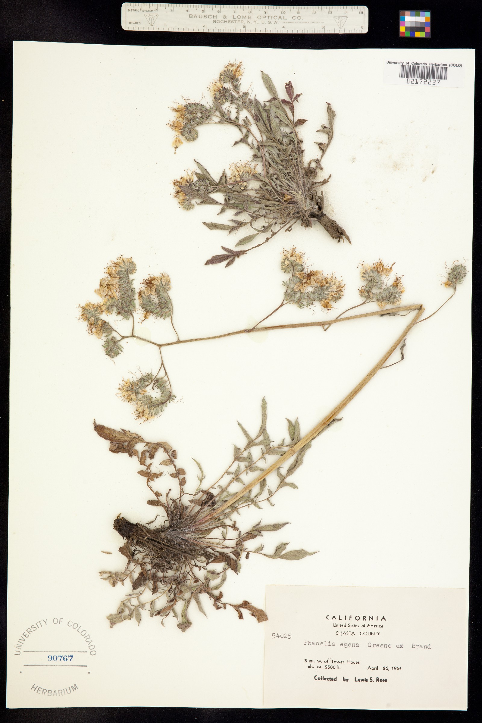 Phacelia egena image