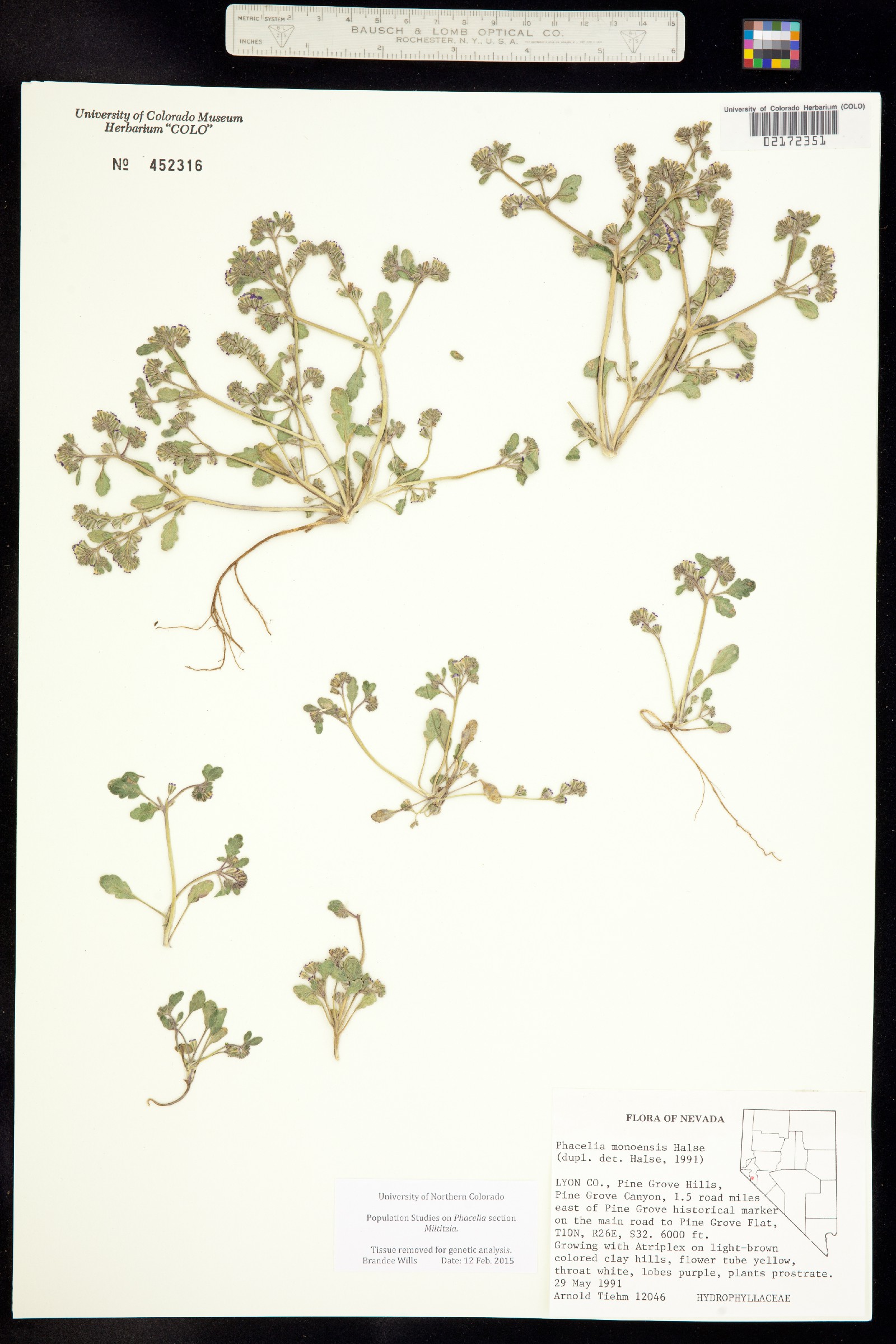 Phacelia monoensis image