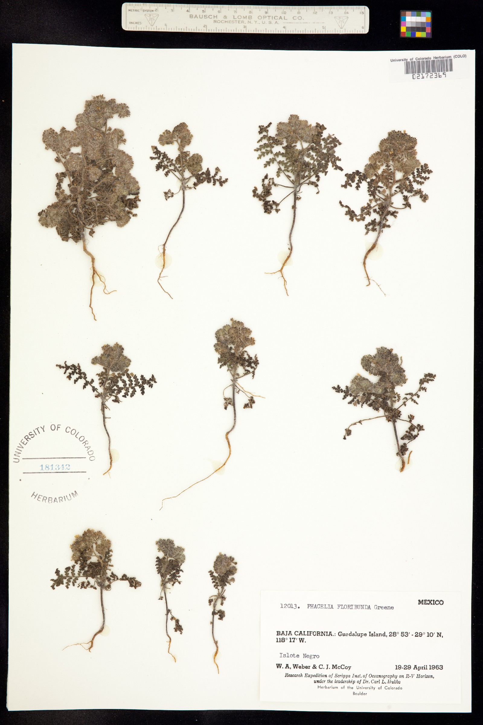 Phacelia floribunda image