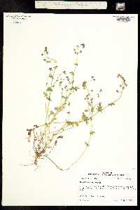 Image of Phacelia glabra