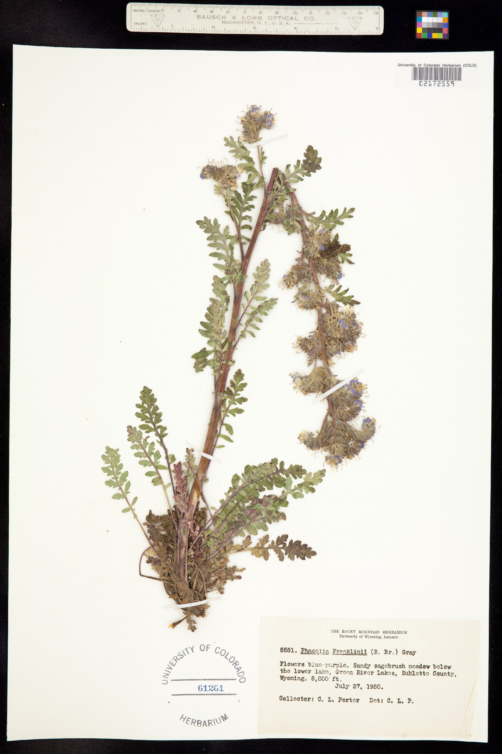 Phacelia franklinii image