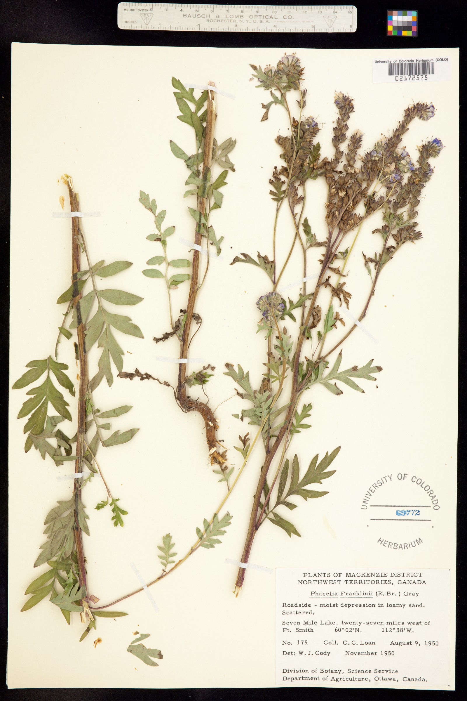 Phacelia franklinii image
