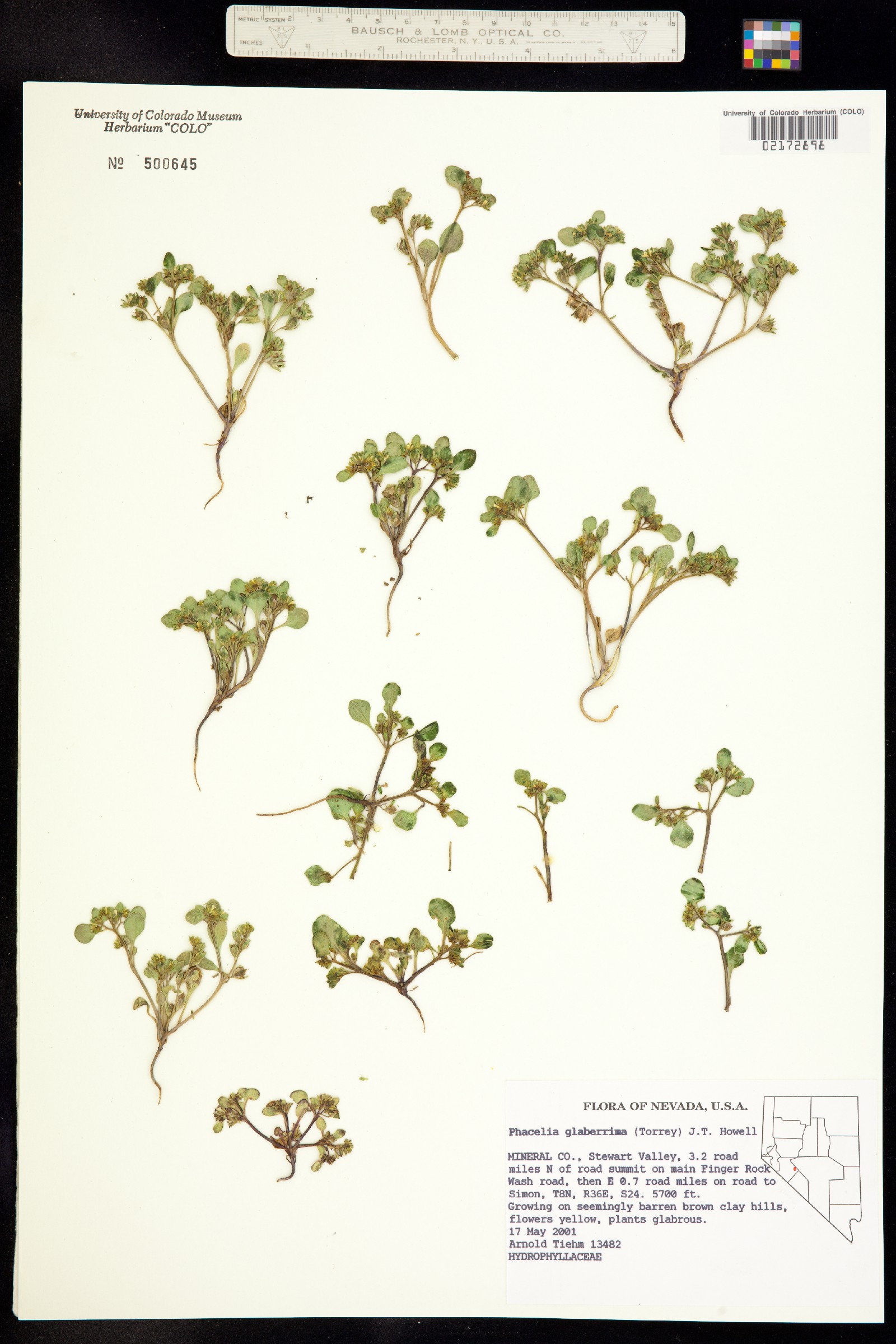 Phacelia glaberrima image