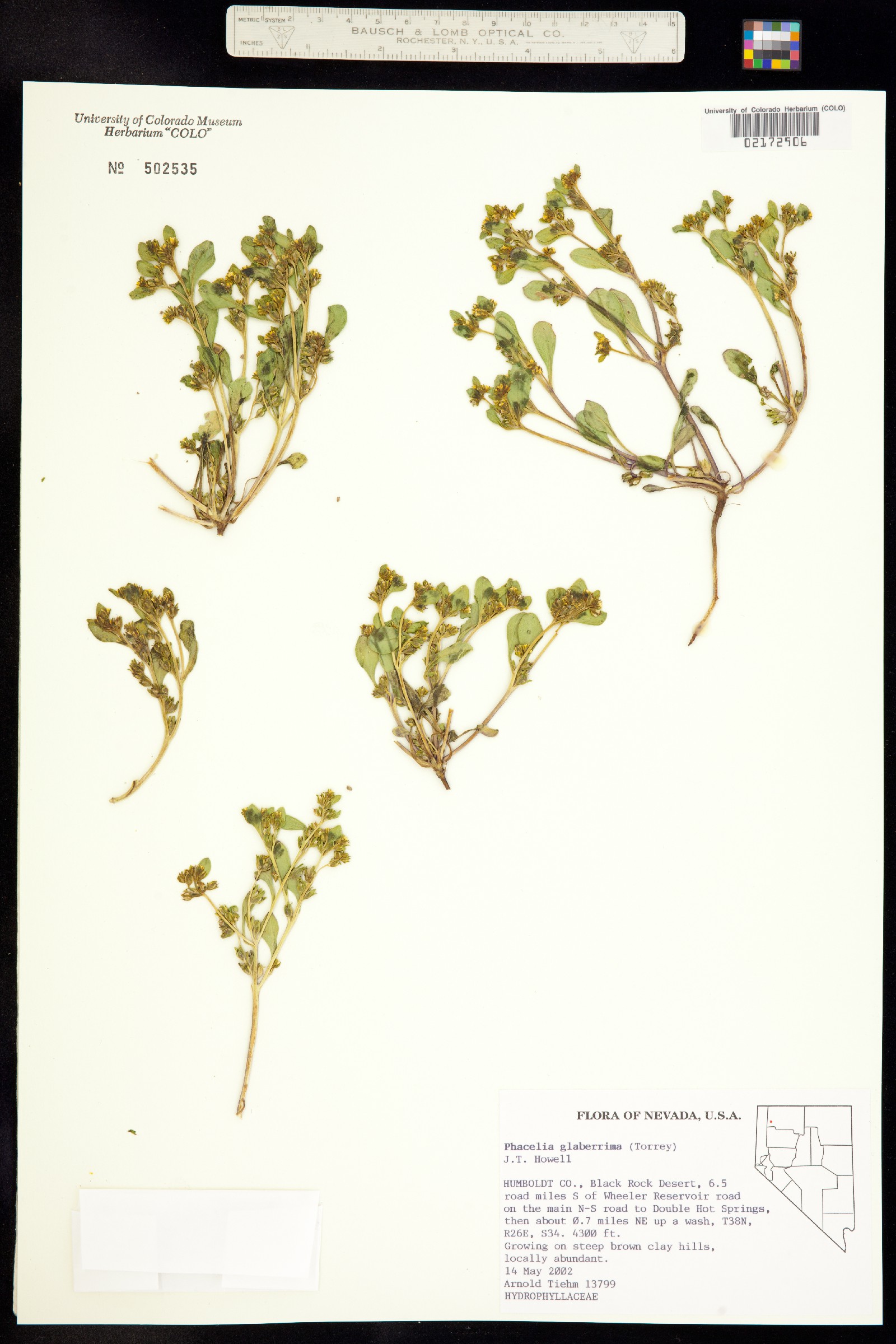 Phacelia glaberrima image