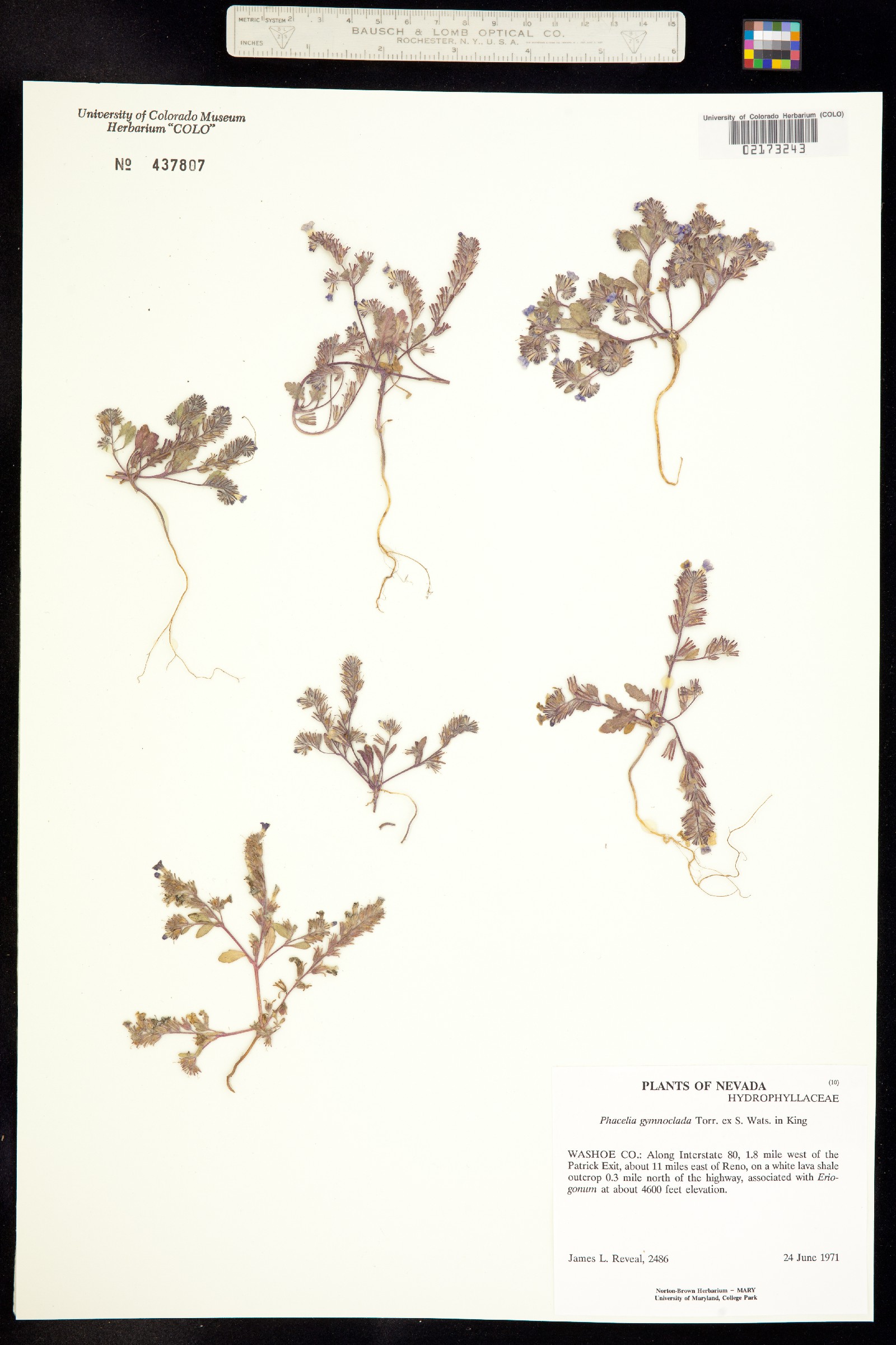 Phacelia gymnoclada image