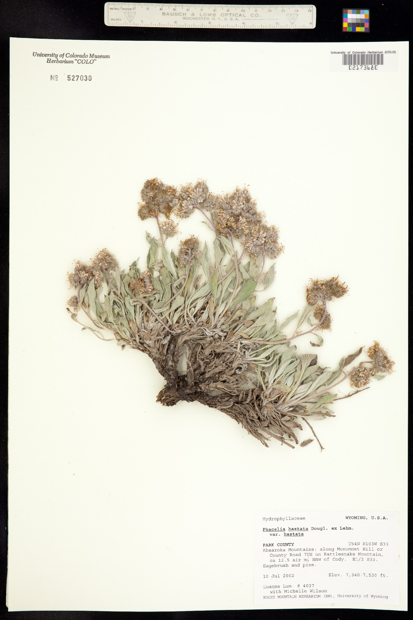 Phacelia hastata image