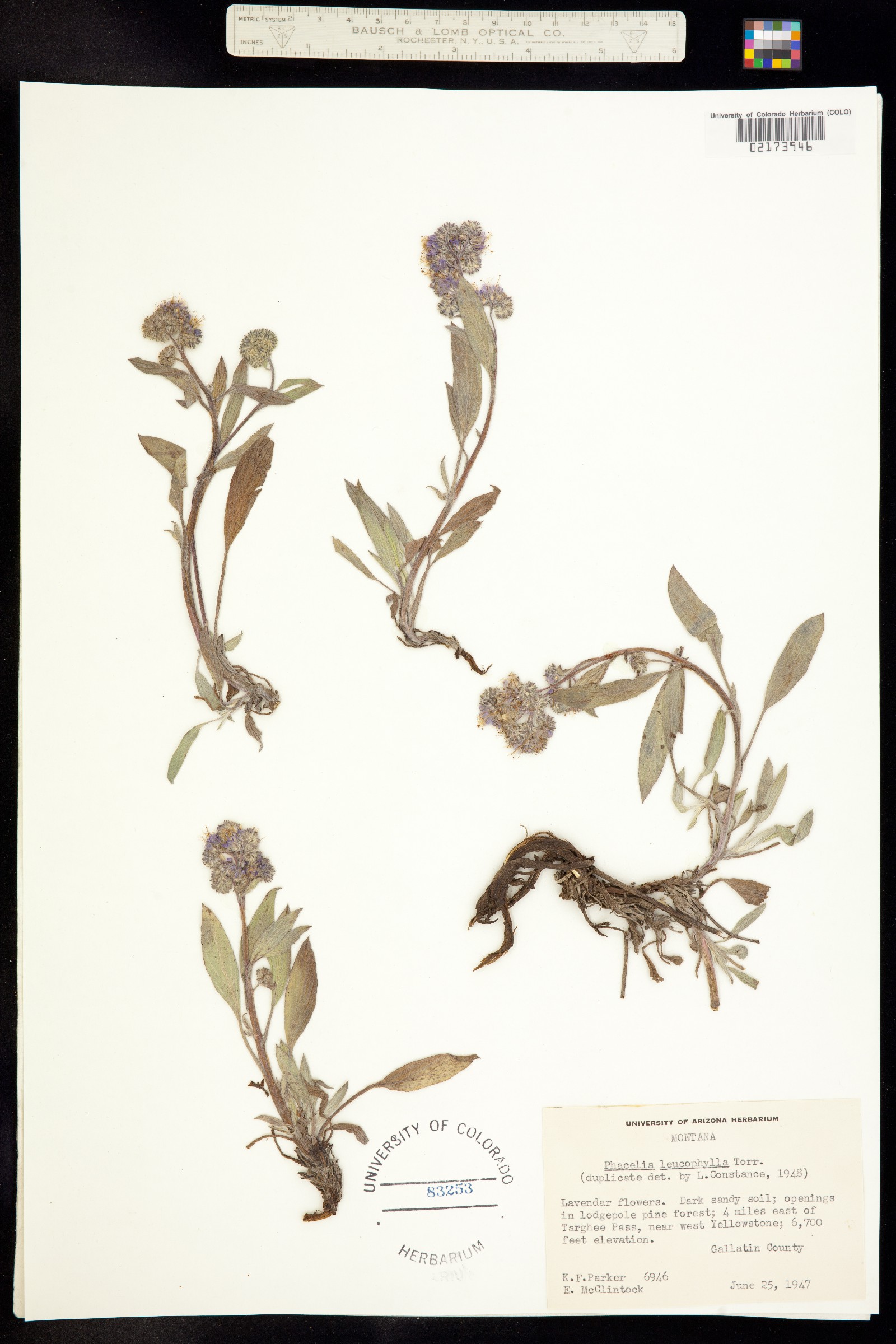 Phacelia image