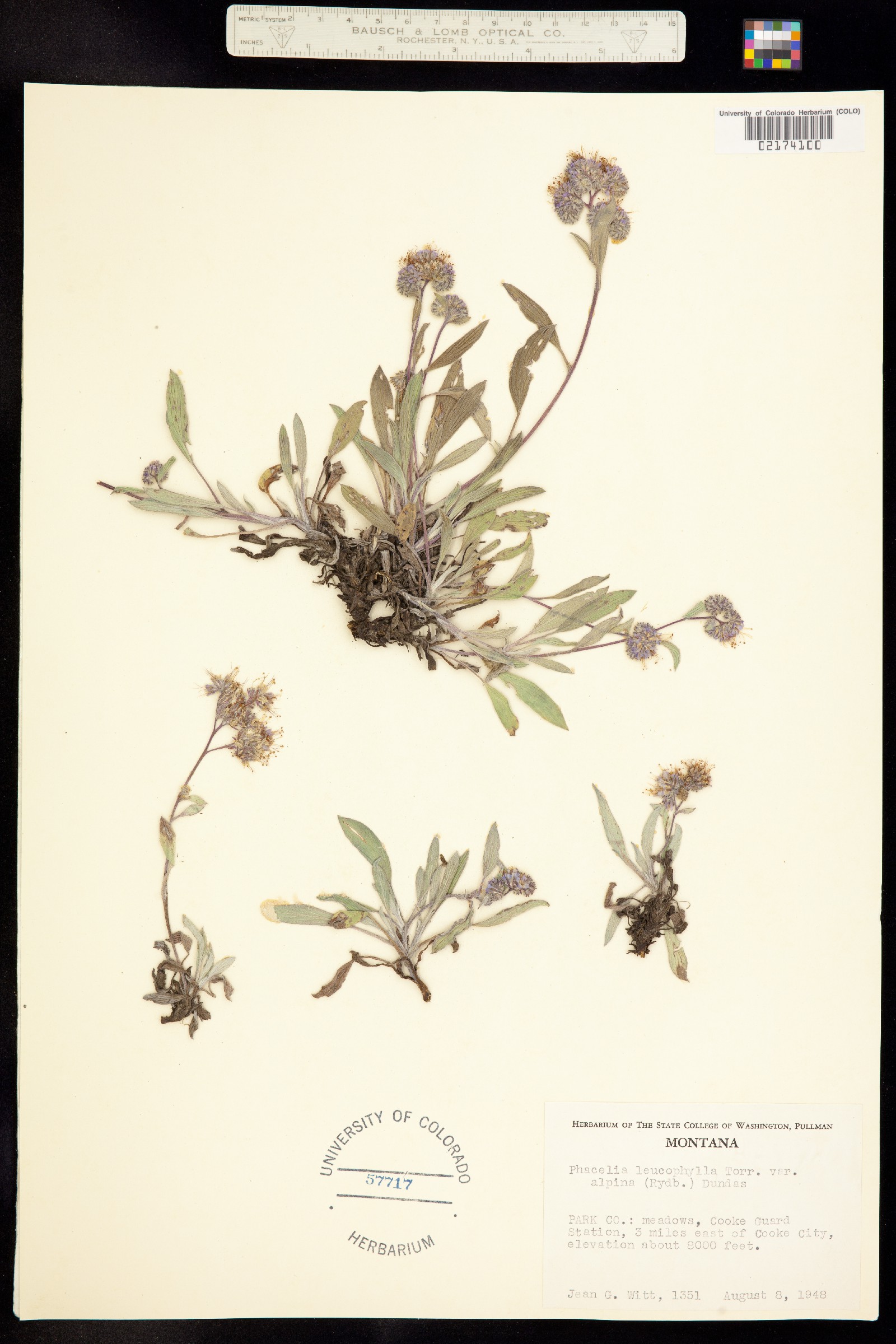 Phacelia hastata image