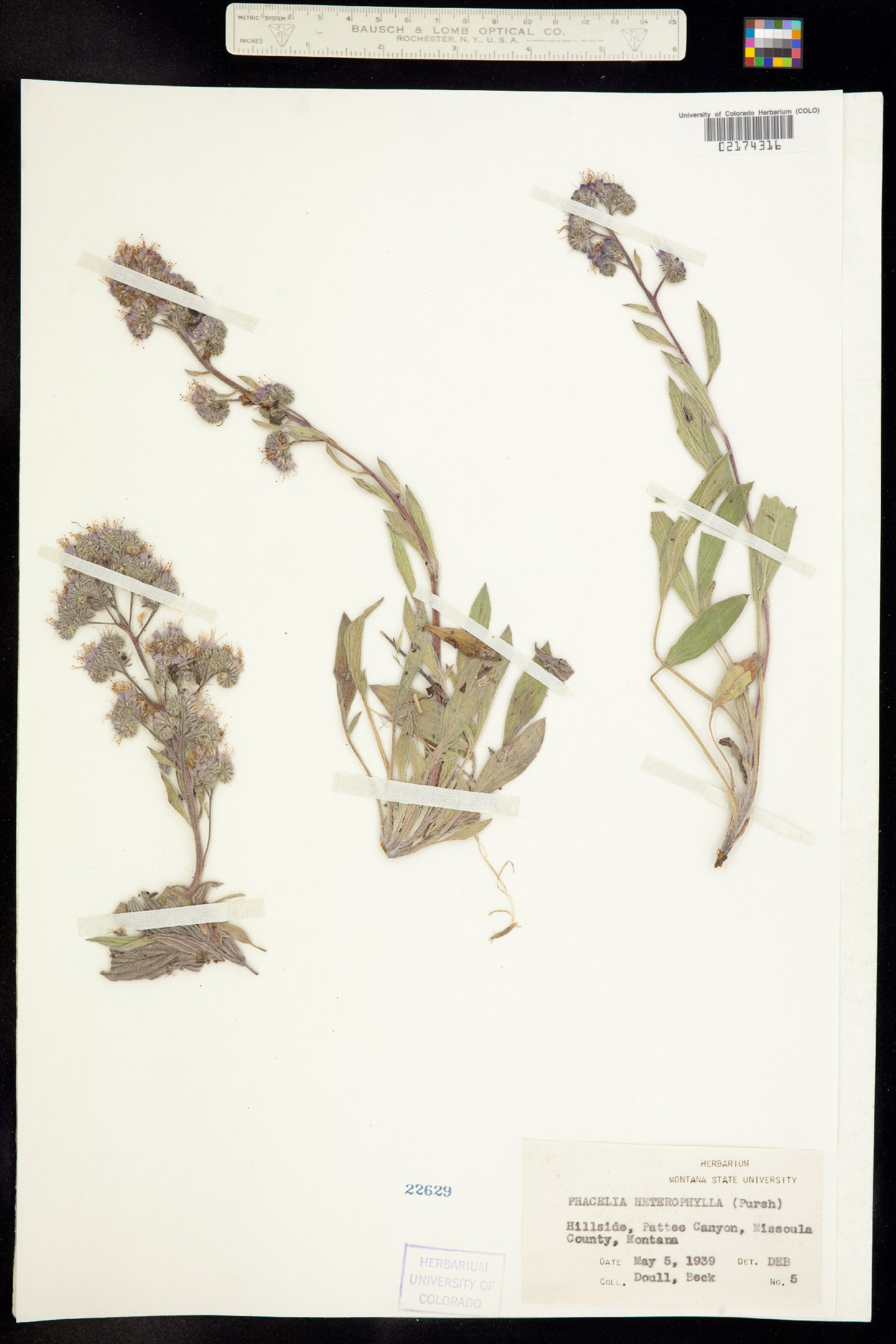 Phacelia heterophylla image