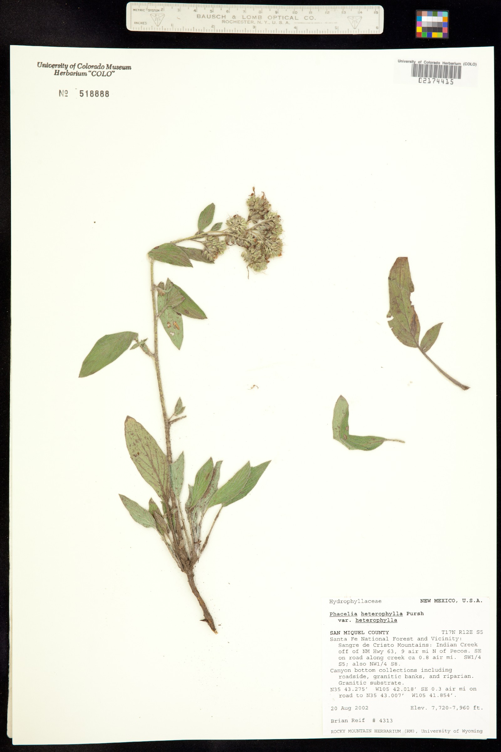 Phacelia heterophylla image