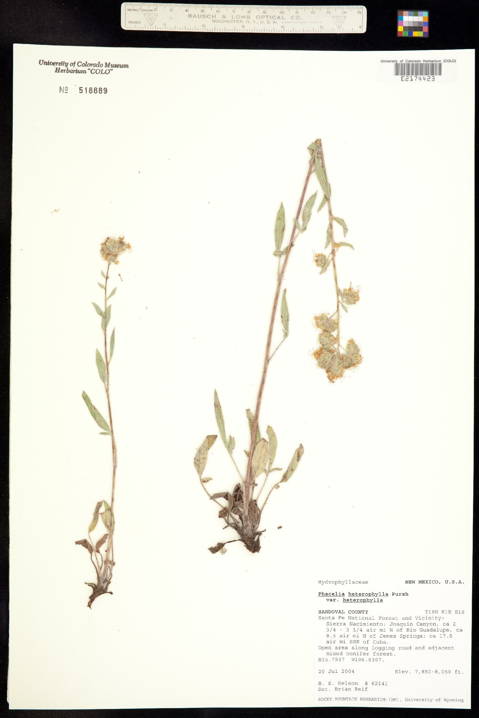 Phacelia heterophylla image