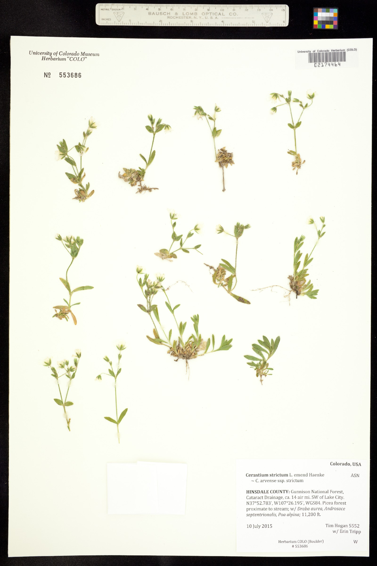 Cerastium strictum image