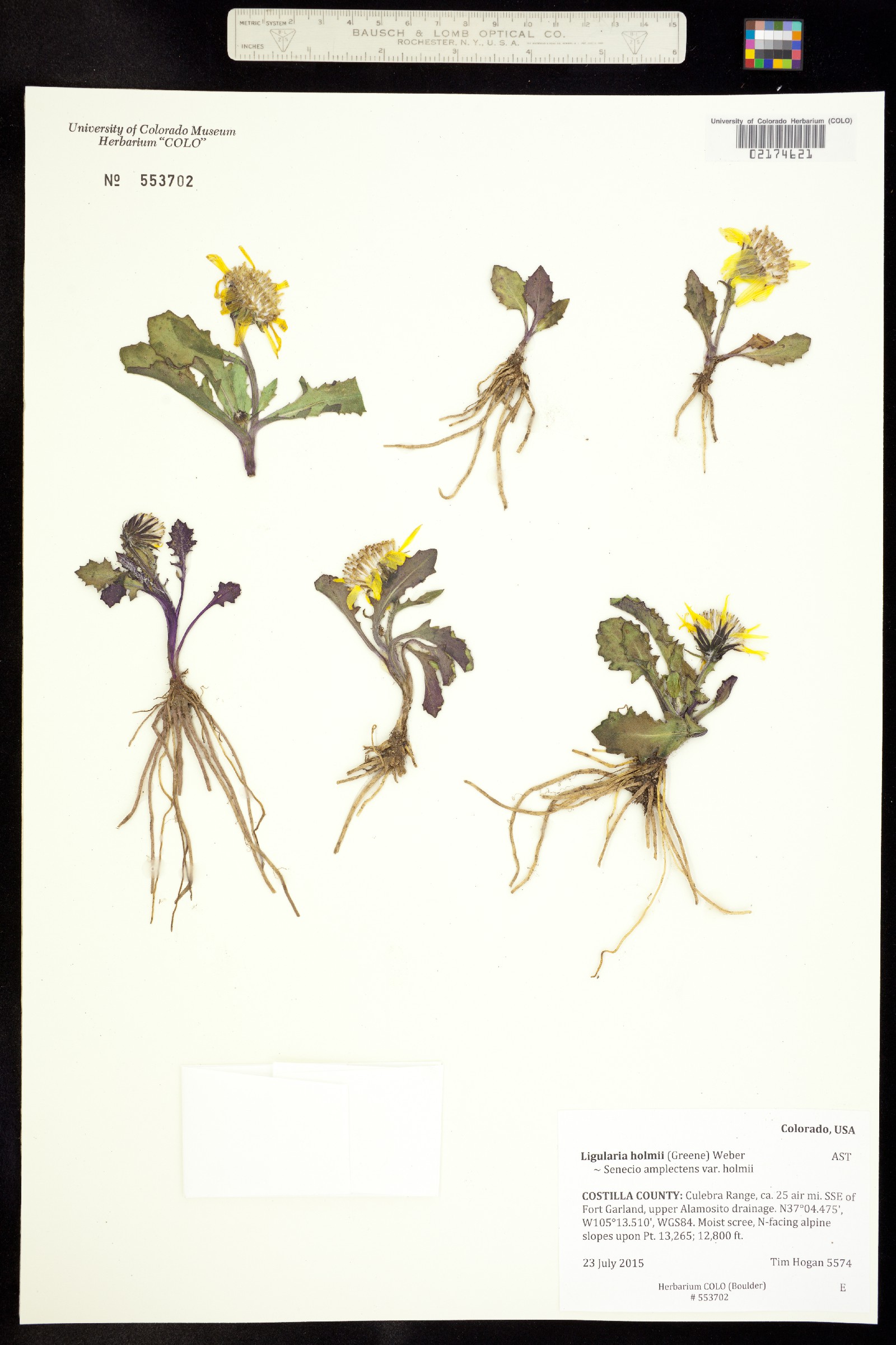 Ligularia holmii image