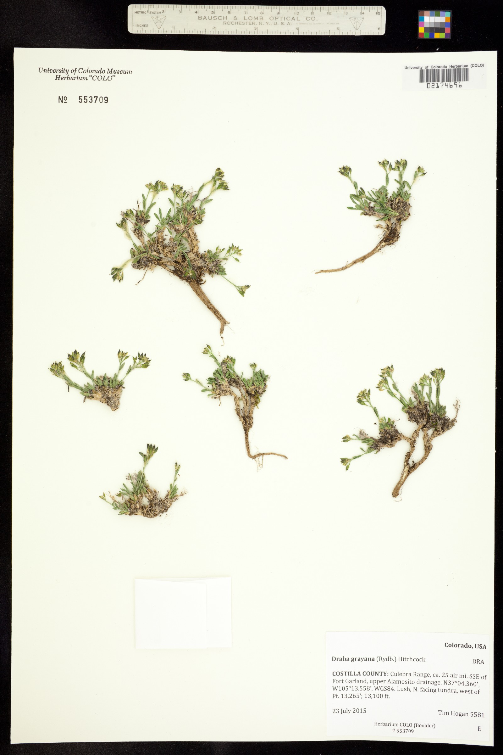 Draba grayana image