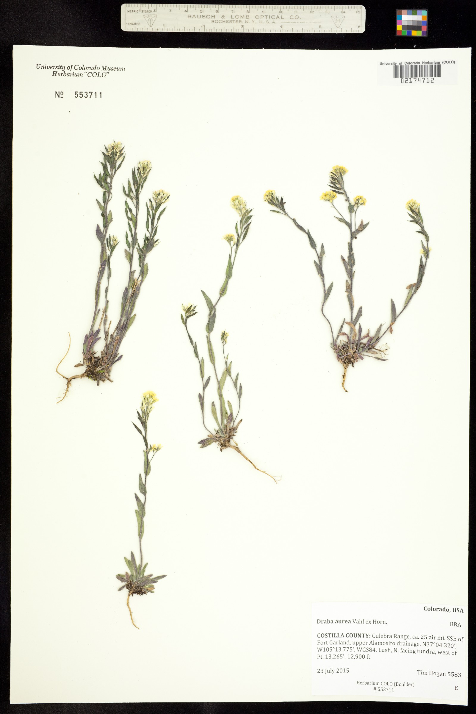 Draba aurea image