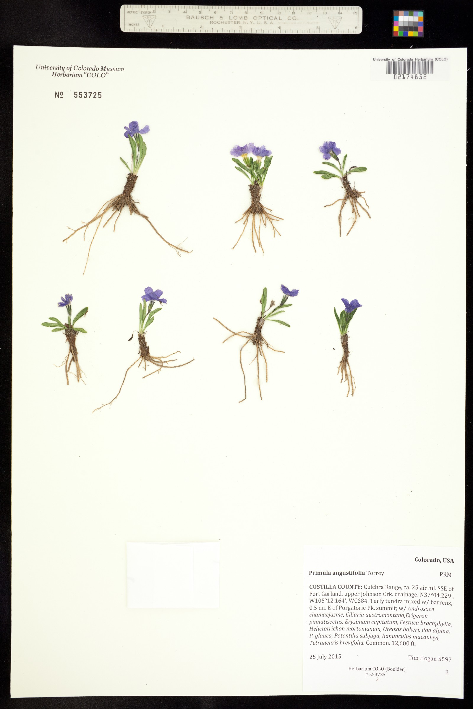 Primula angustifolia image