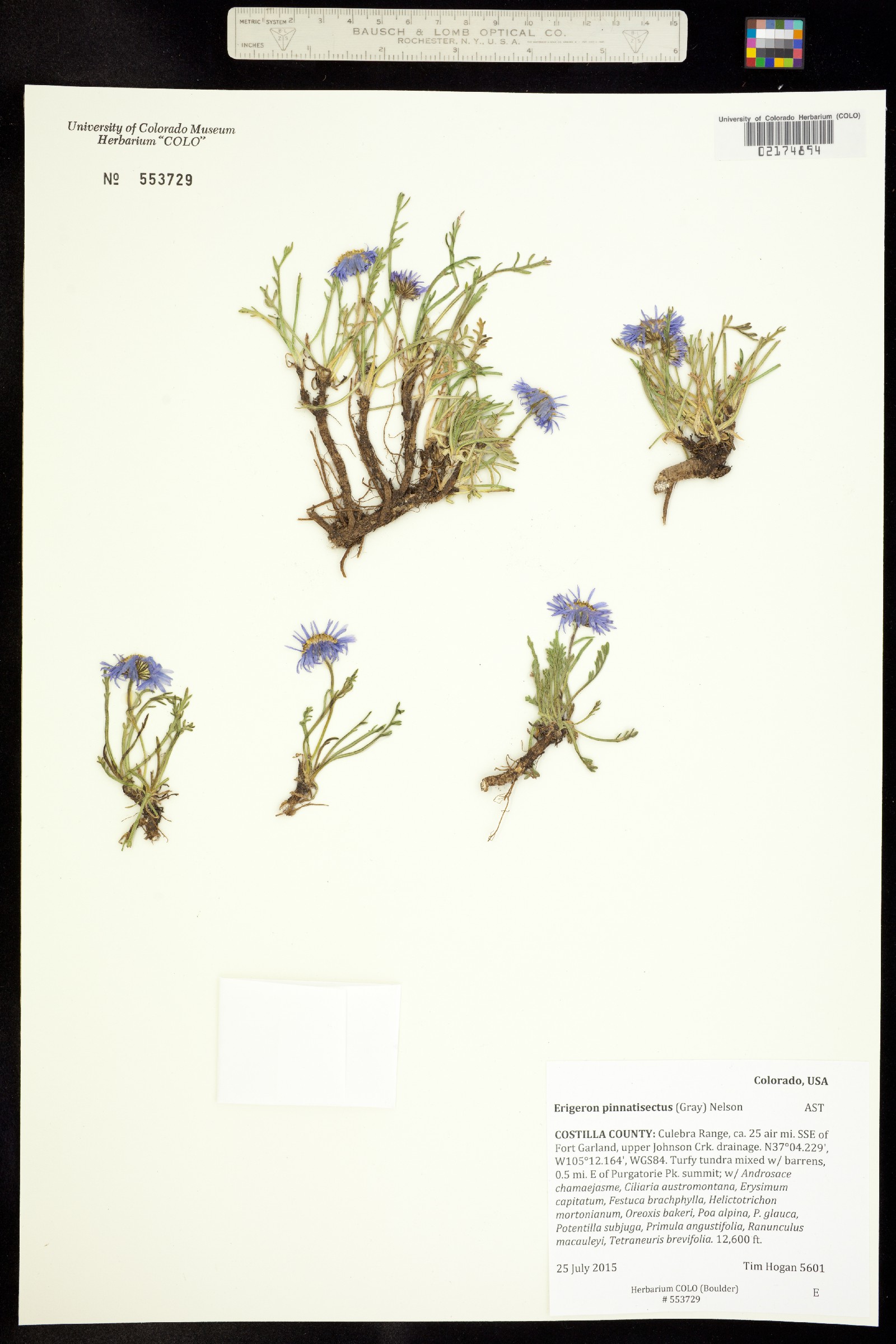 Erigeron pinnatisectus image