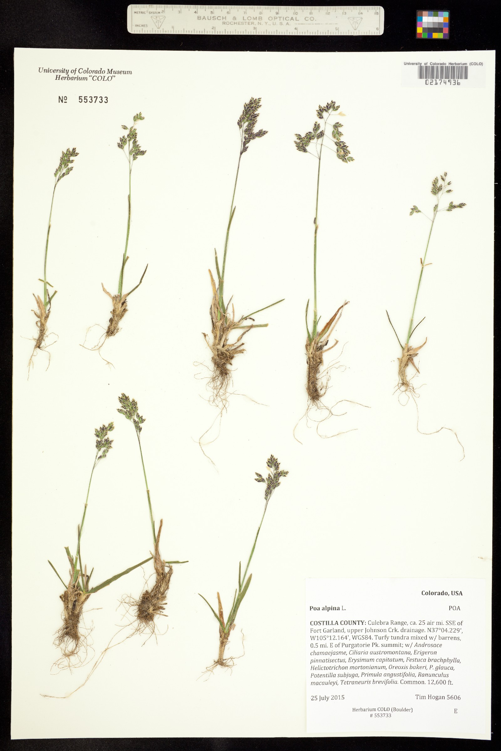Poa alpina image