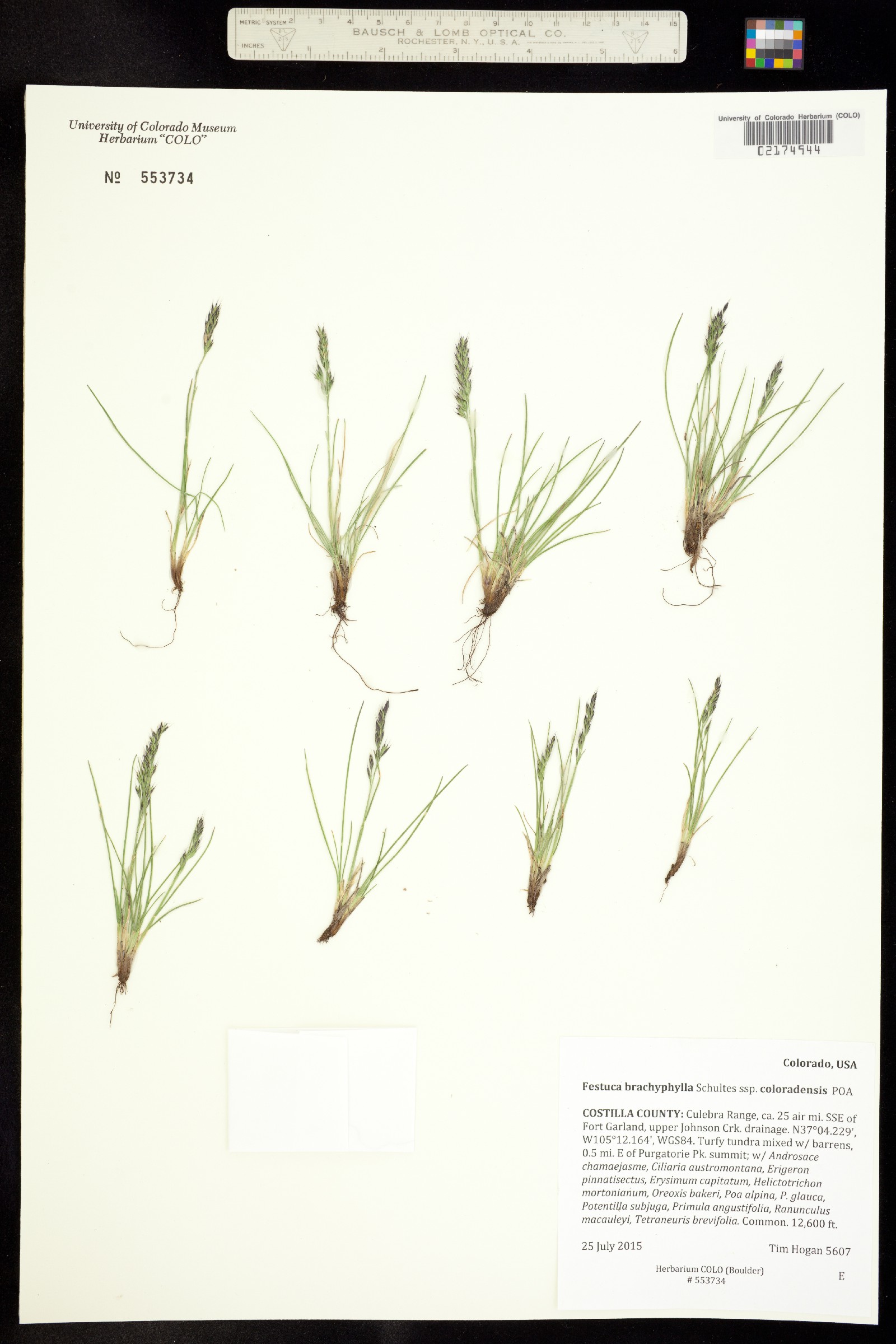 Festuca brachyphylla ssp. coloradensis image