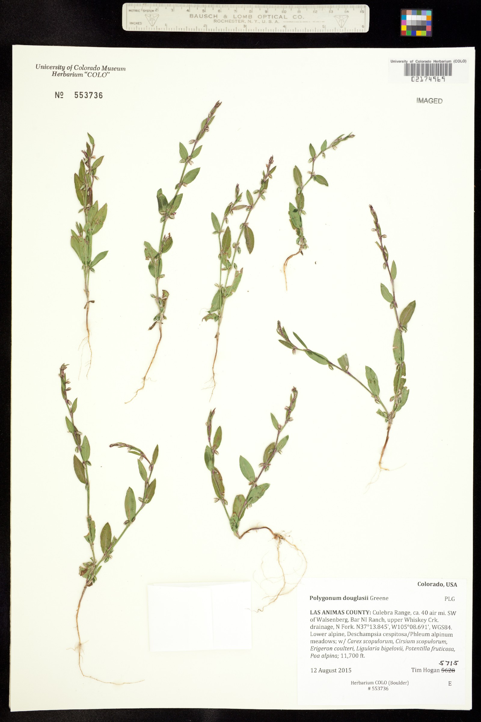 Polygonum douglasii image