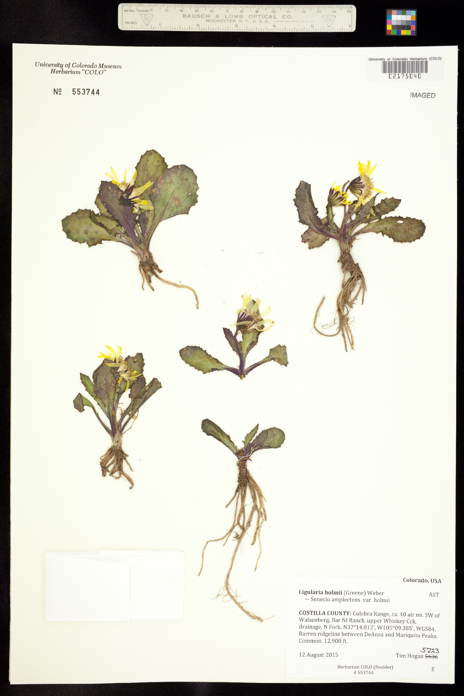 Ligularia holmii image