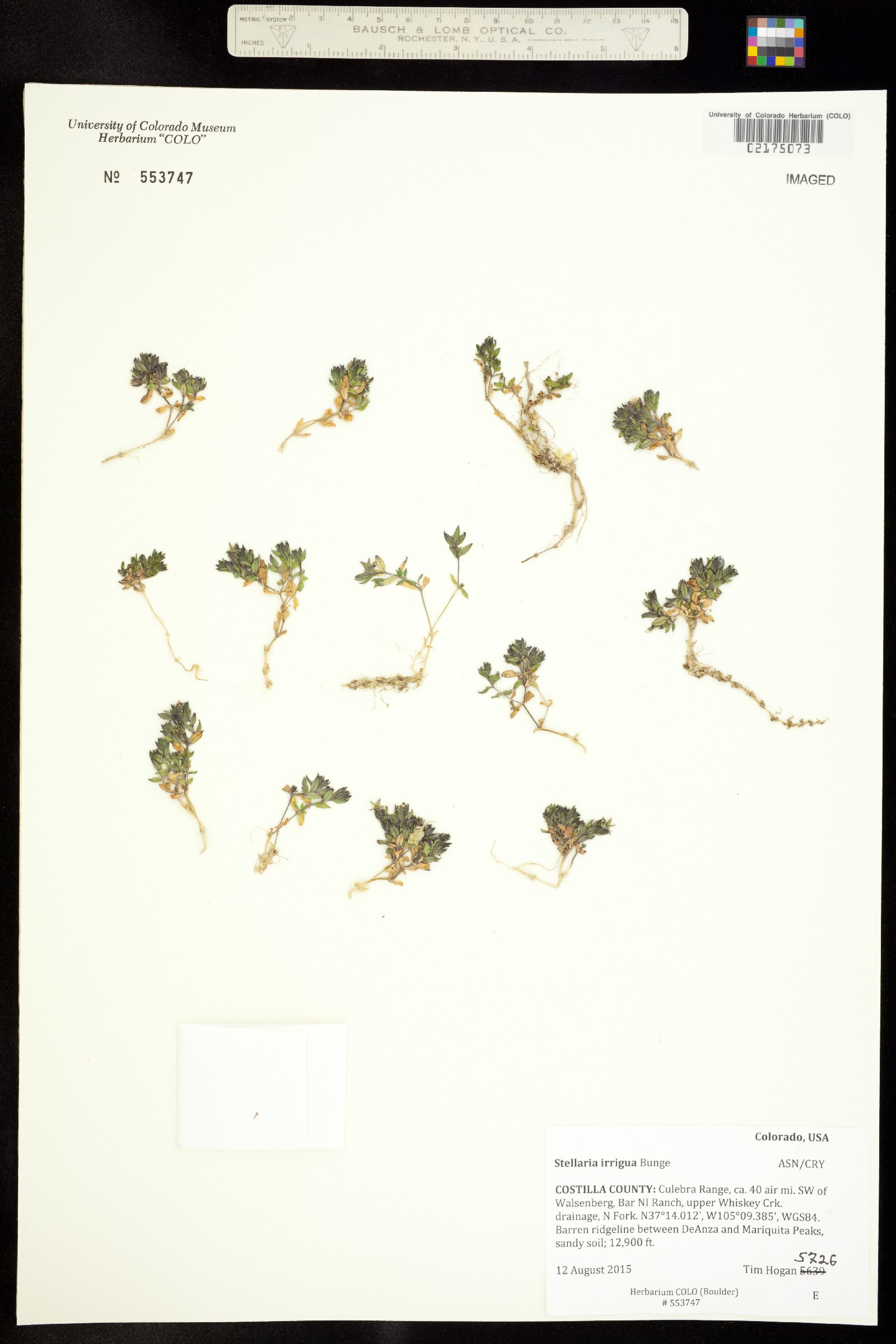 Stellaria sanjuanensis image